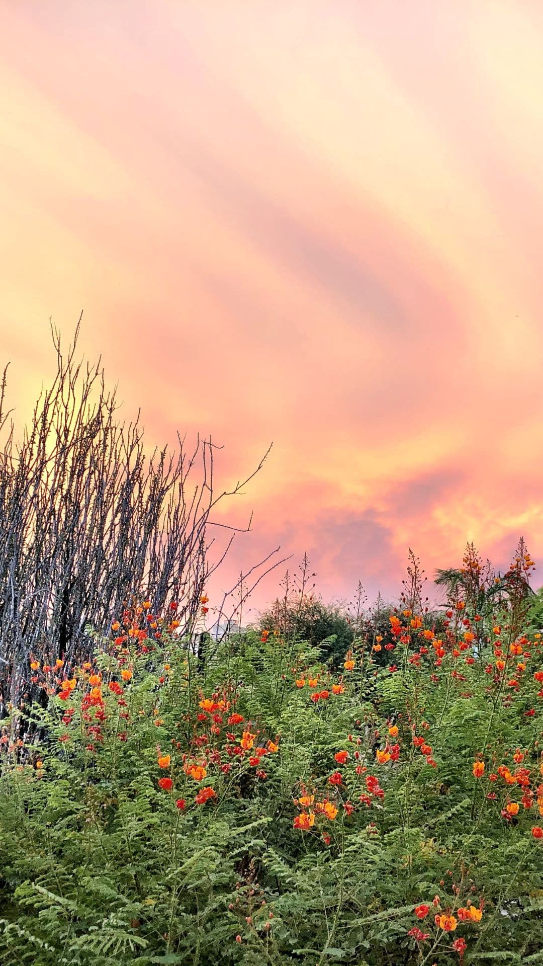 reddish pink sky at dusk