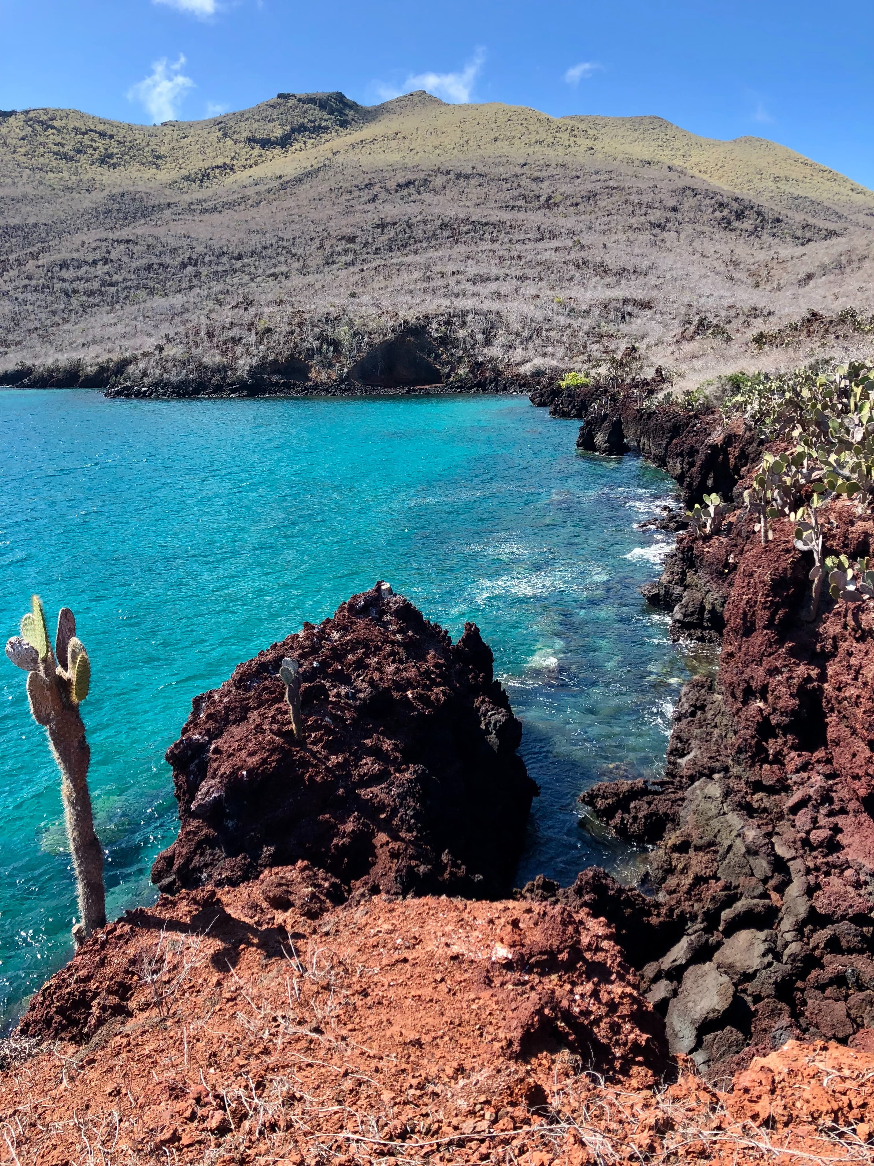 Cactus tree next to a body of water during daytime