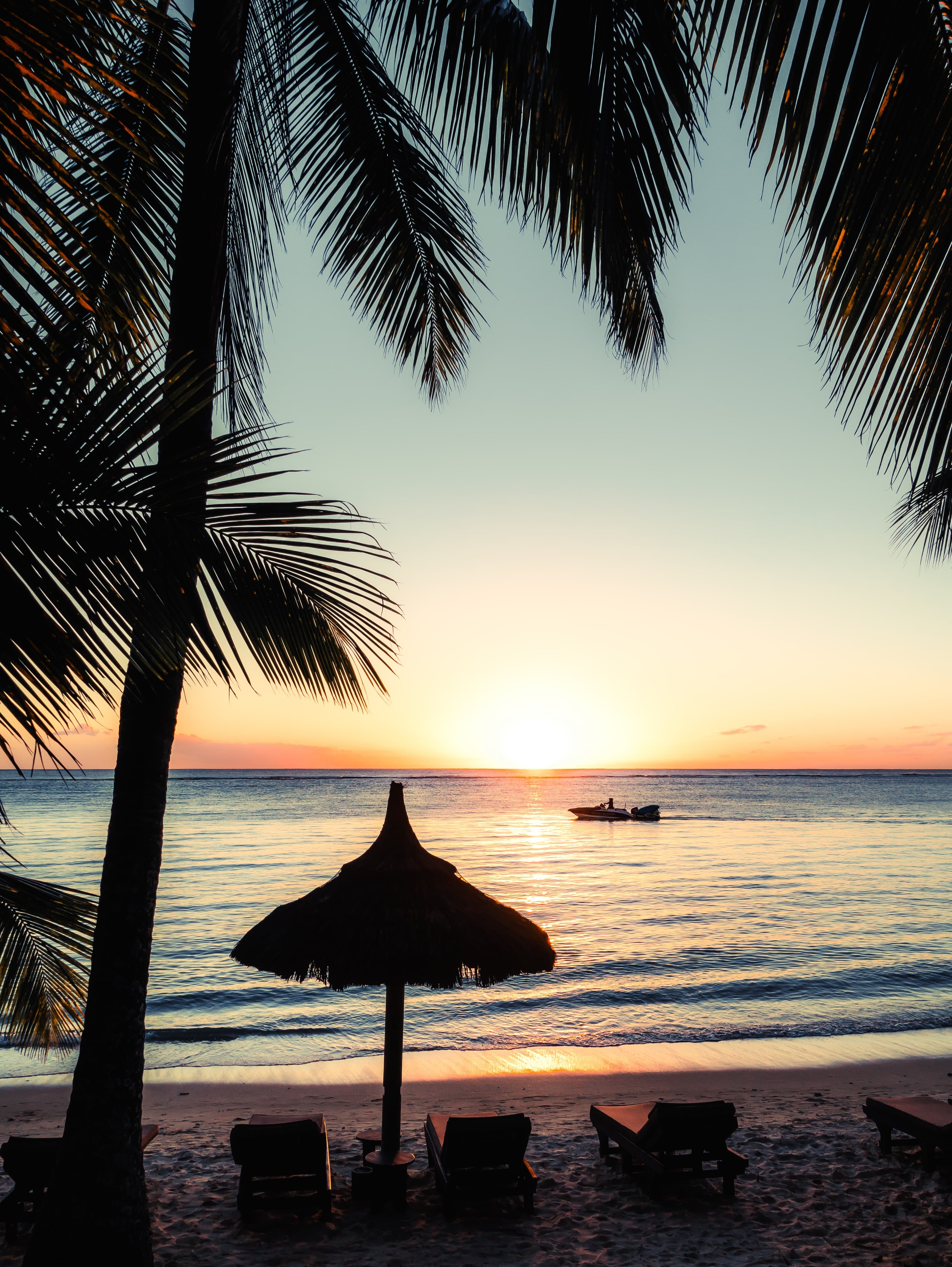 Palm tree in the foreground with the ocean and sunset in the background