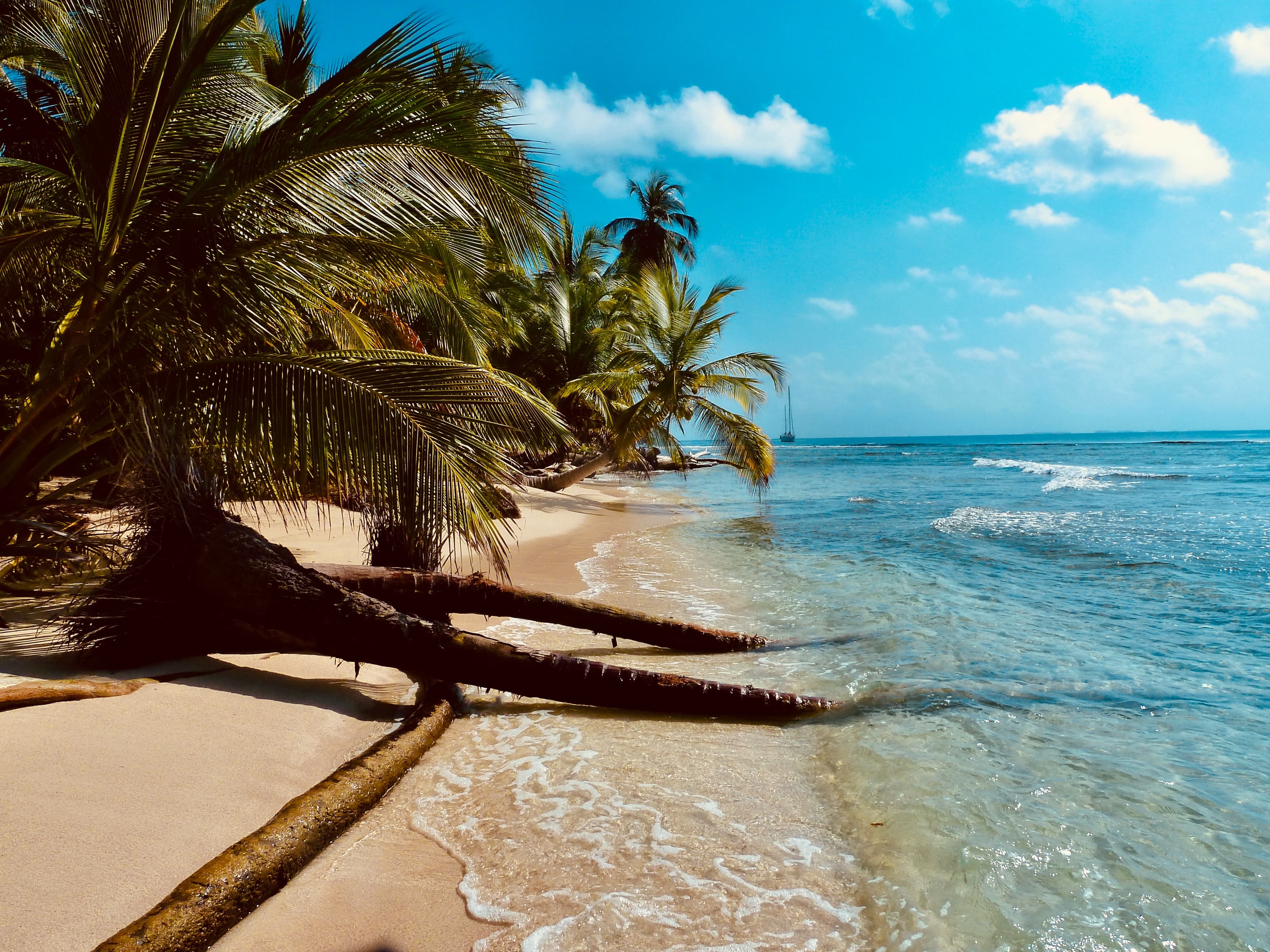 cayman islands large green palms trees hanging over tan sand and blue clear water with waves and white clouds blue sky