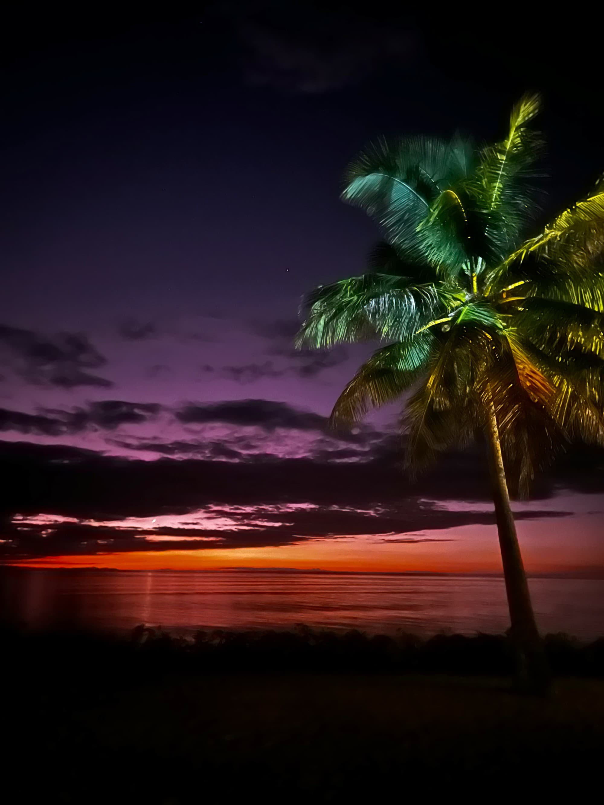 A palm tree on the beach during the sunset