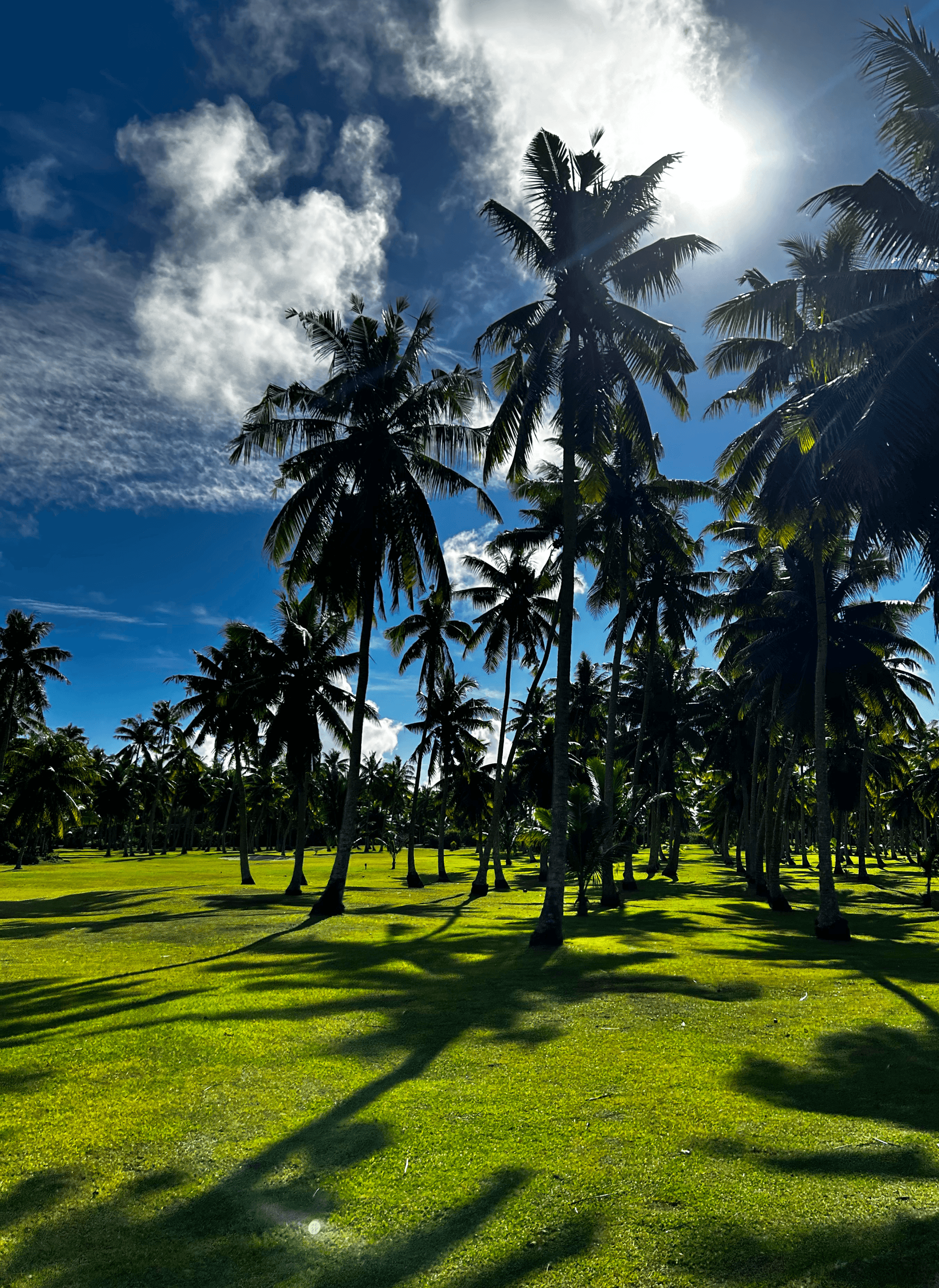 Trees in a field during the daytime