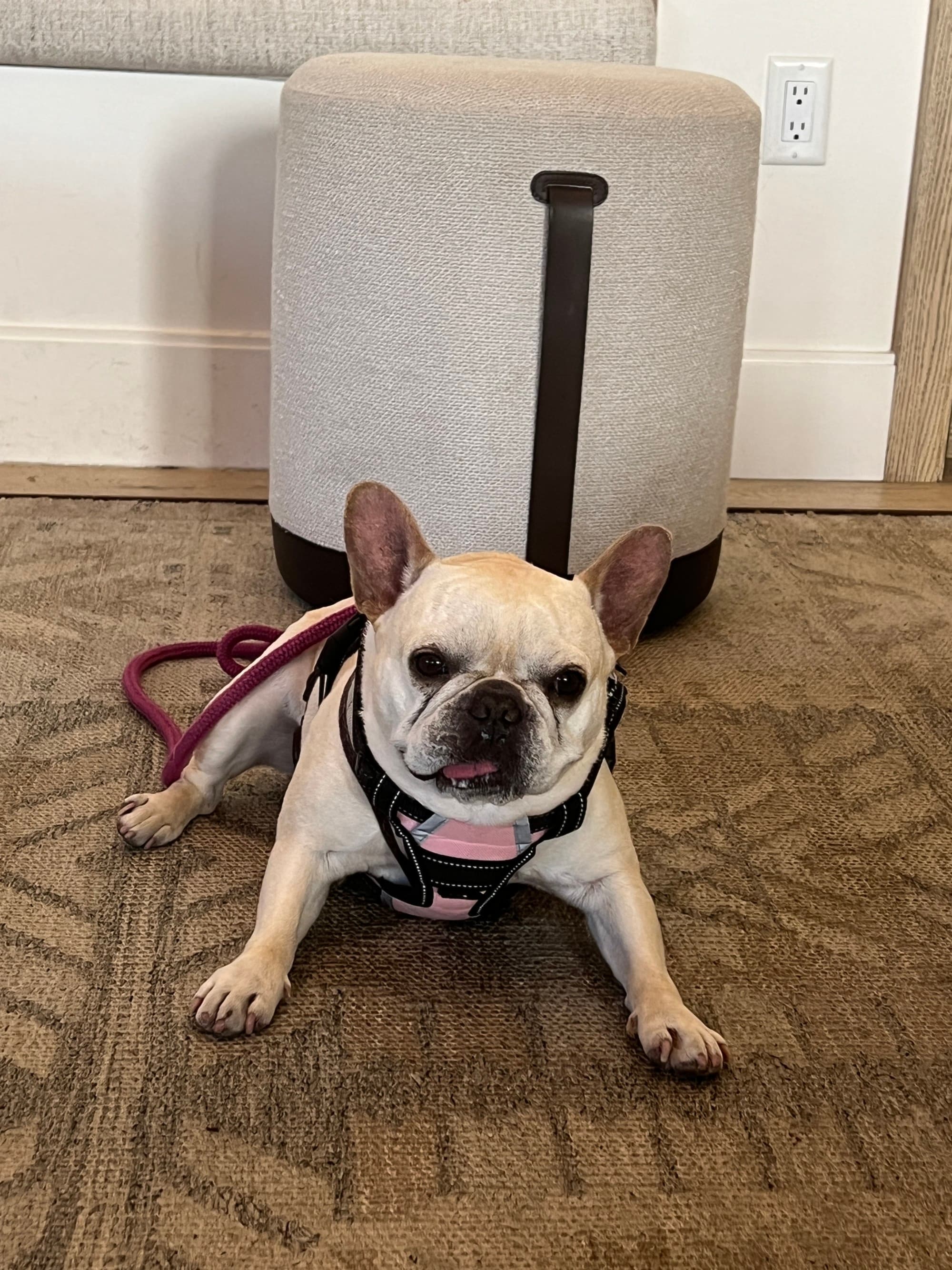 Ernestine Dog at MacArthur Place Resort & Spa - Emily Martin