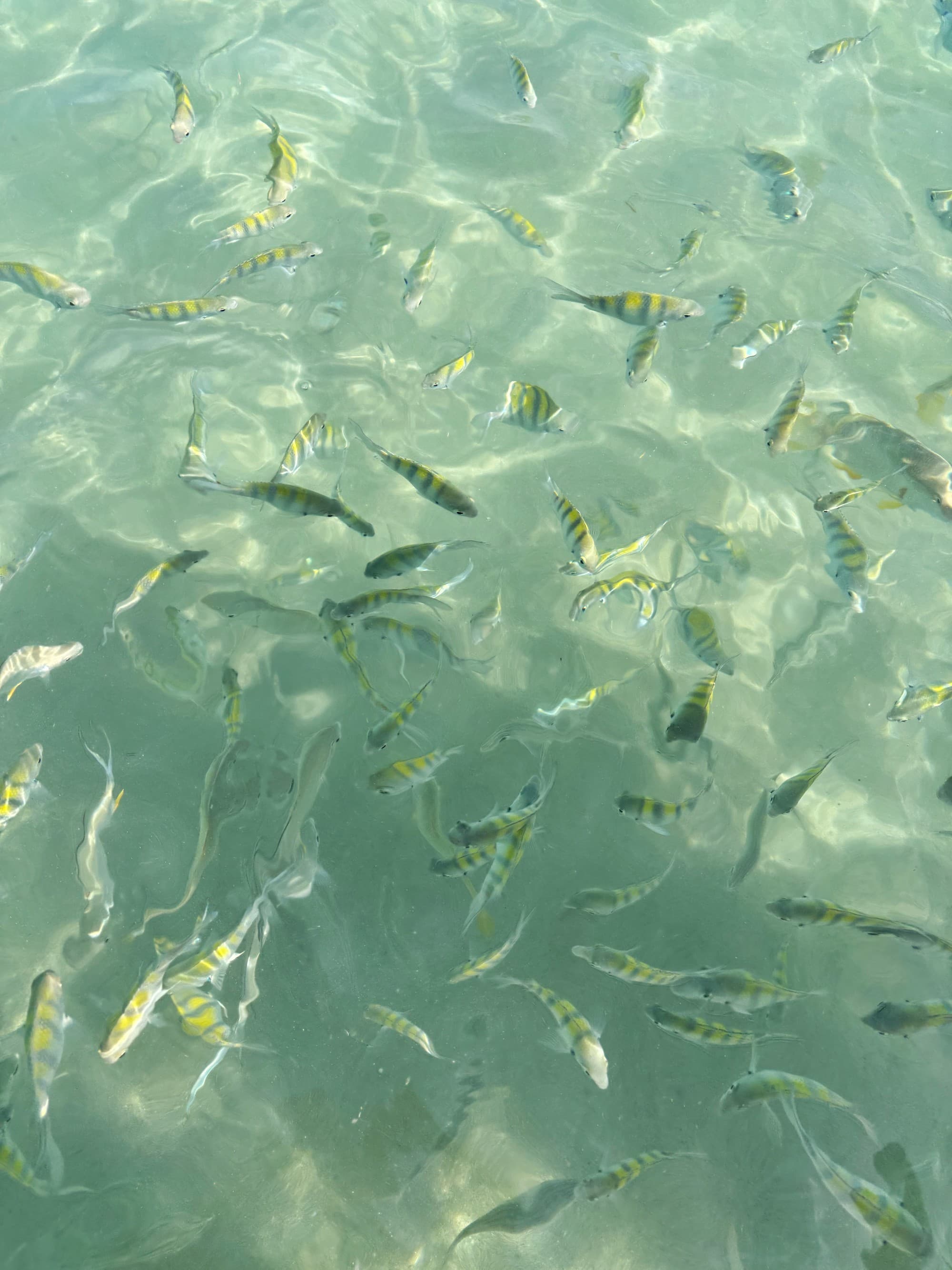 Dozens of fish swim rapidly in crystal clear waters near the shore.