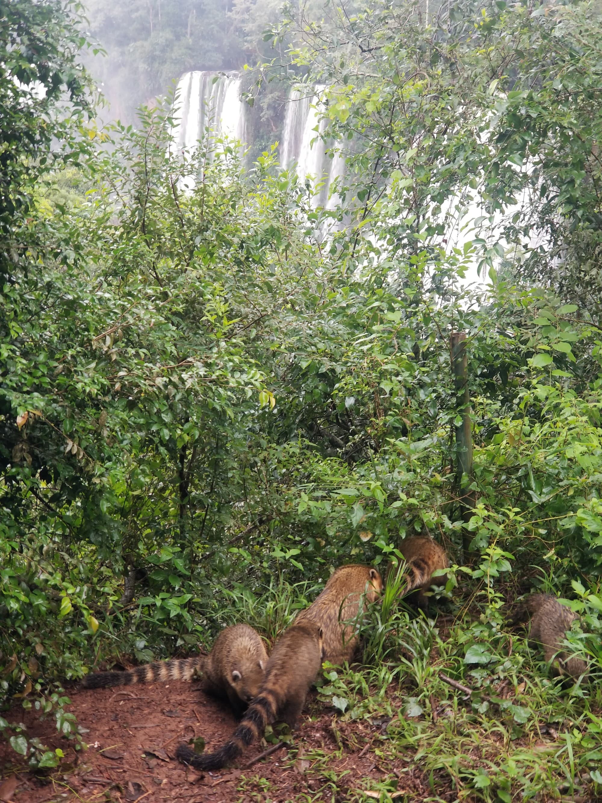 A forest with a waterfall in the background and raccoons on the ground