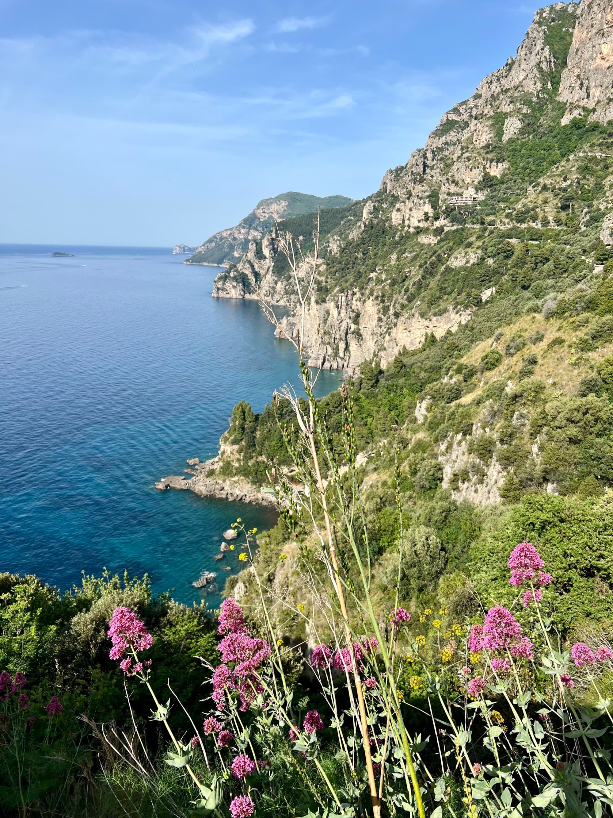 Green cliffs along the ocean with purple flowers in the foreground