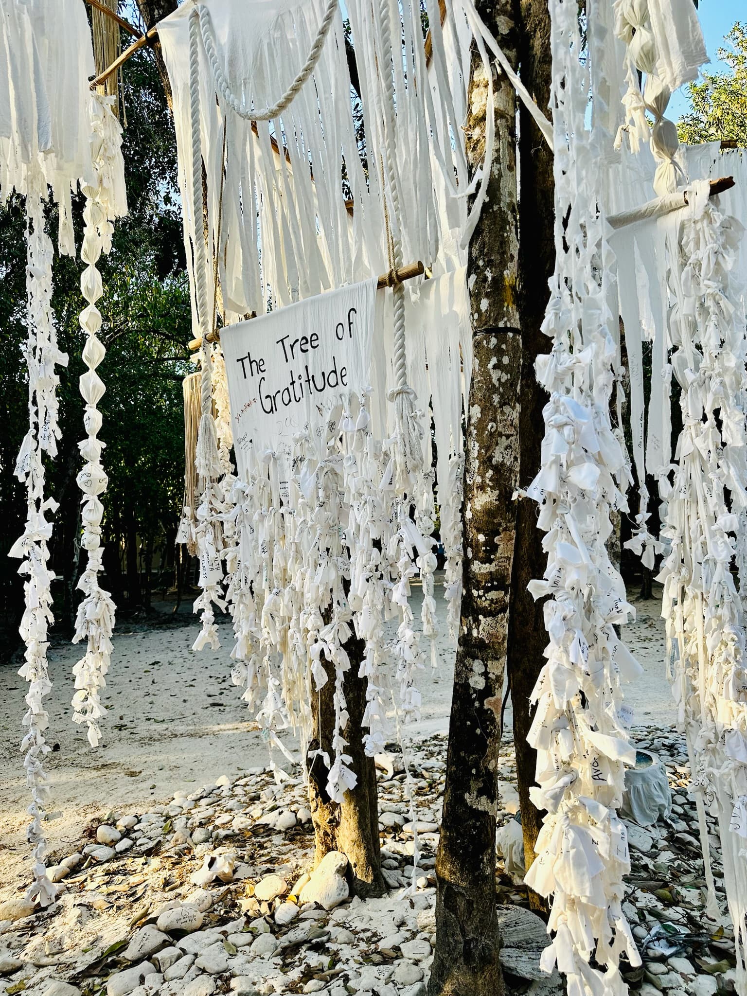 A picture of white decorations and a sign tied to a tree that reads "The Tree of Gratitude" in black lettering.