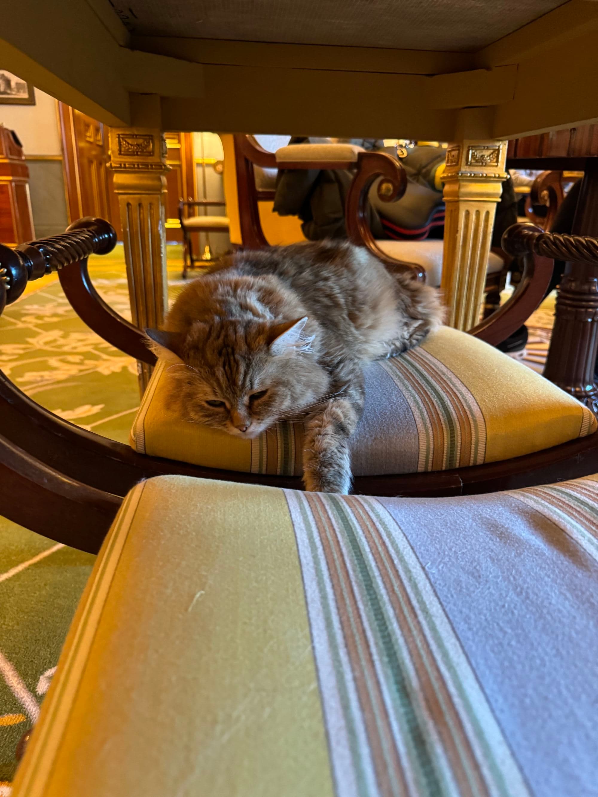 A cat sitting on top of a striped cushion underneath a table.