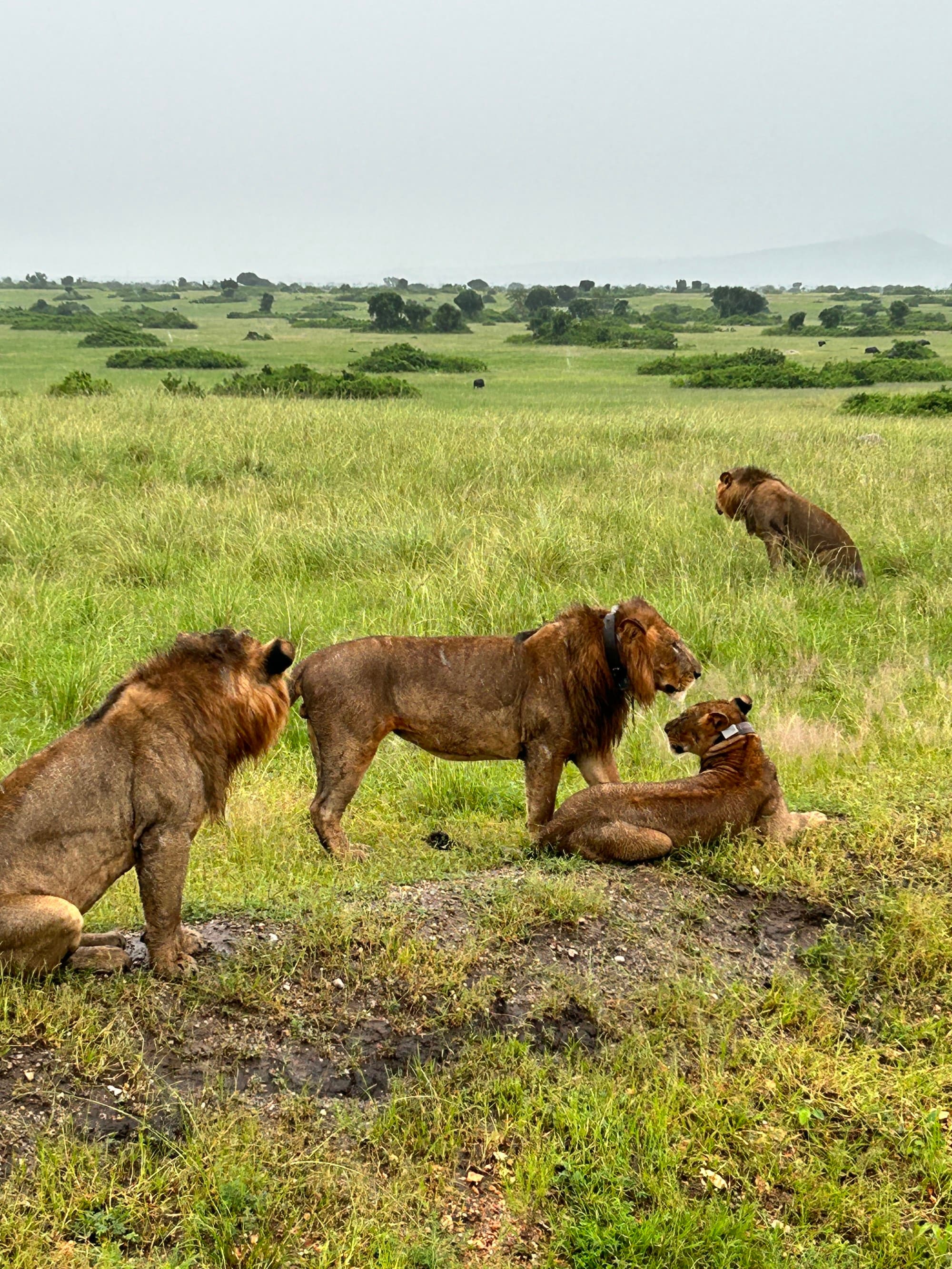 Lions View