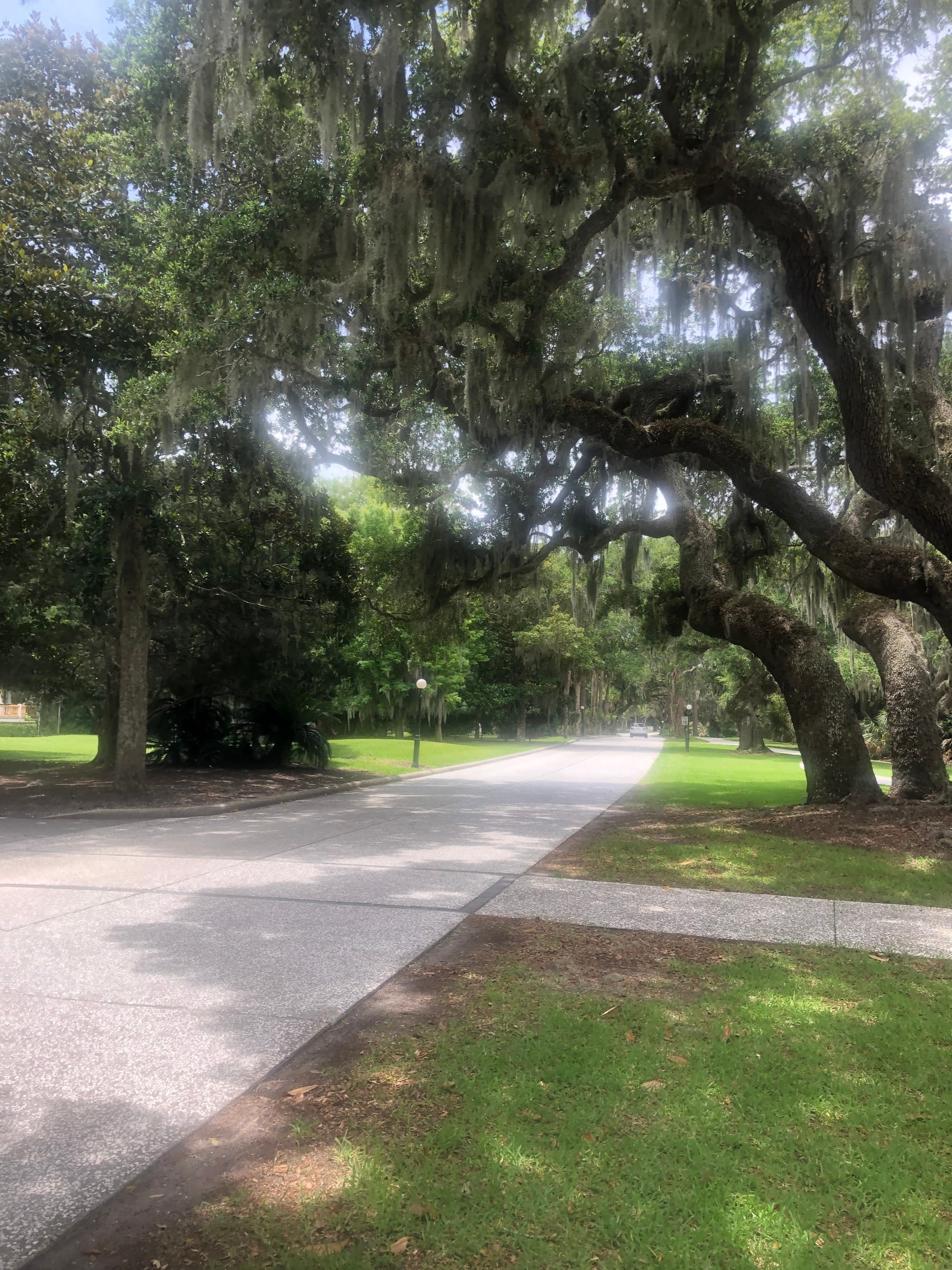 Spanish Moss