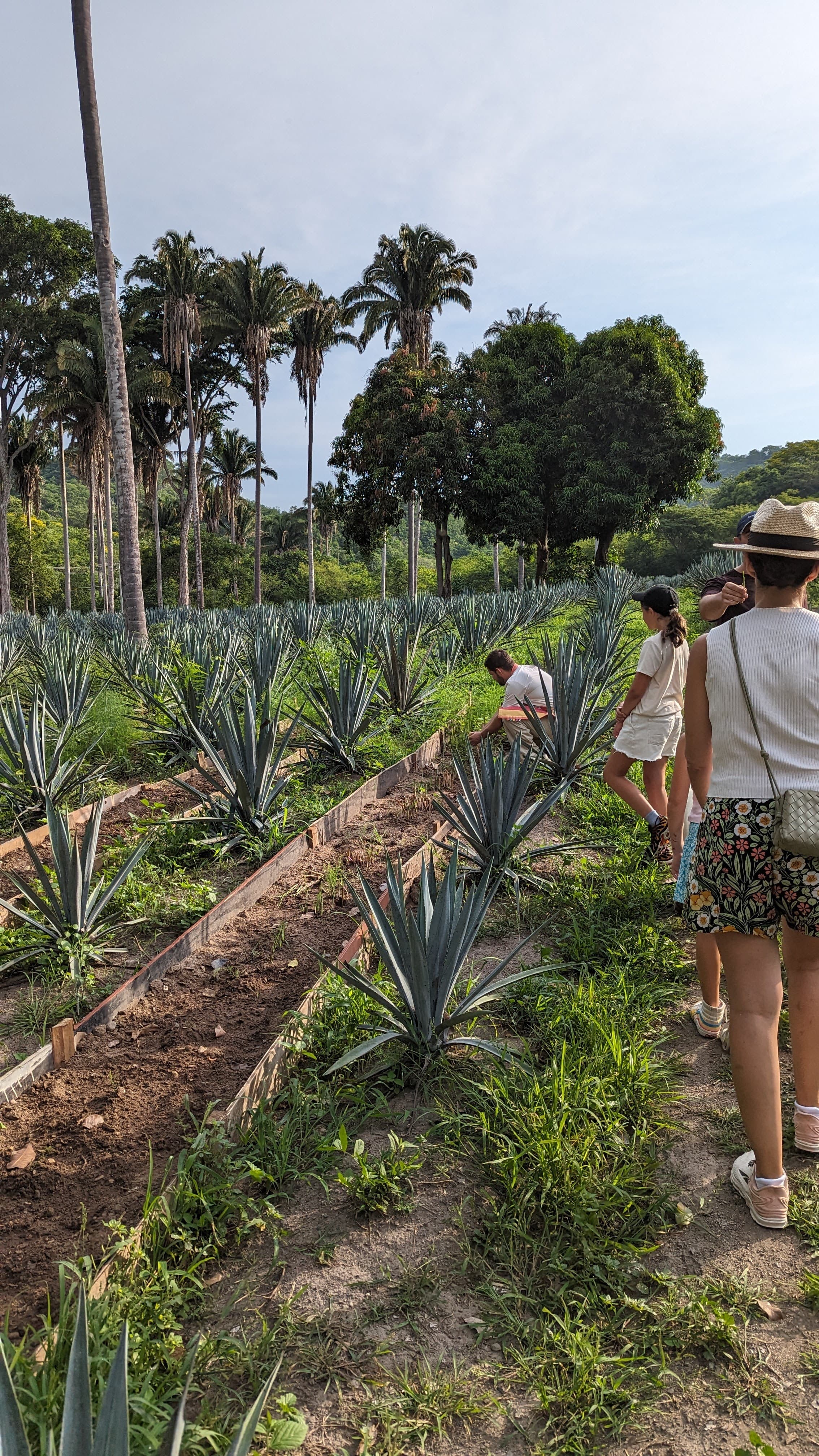 Agave at Rancho Ortega