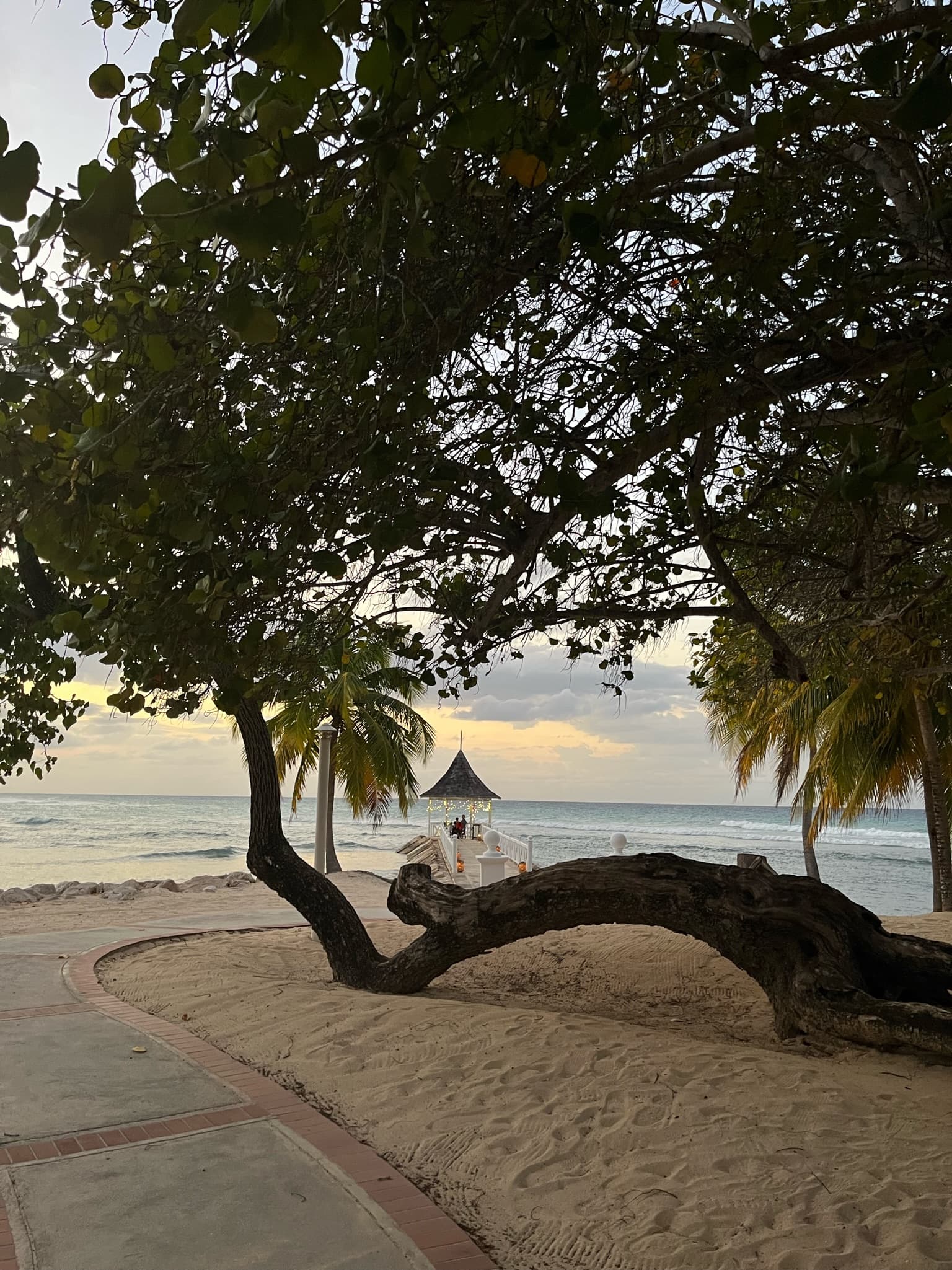 Sea, beach and tree view