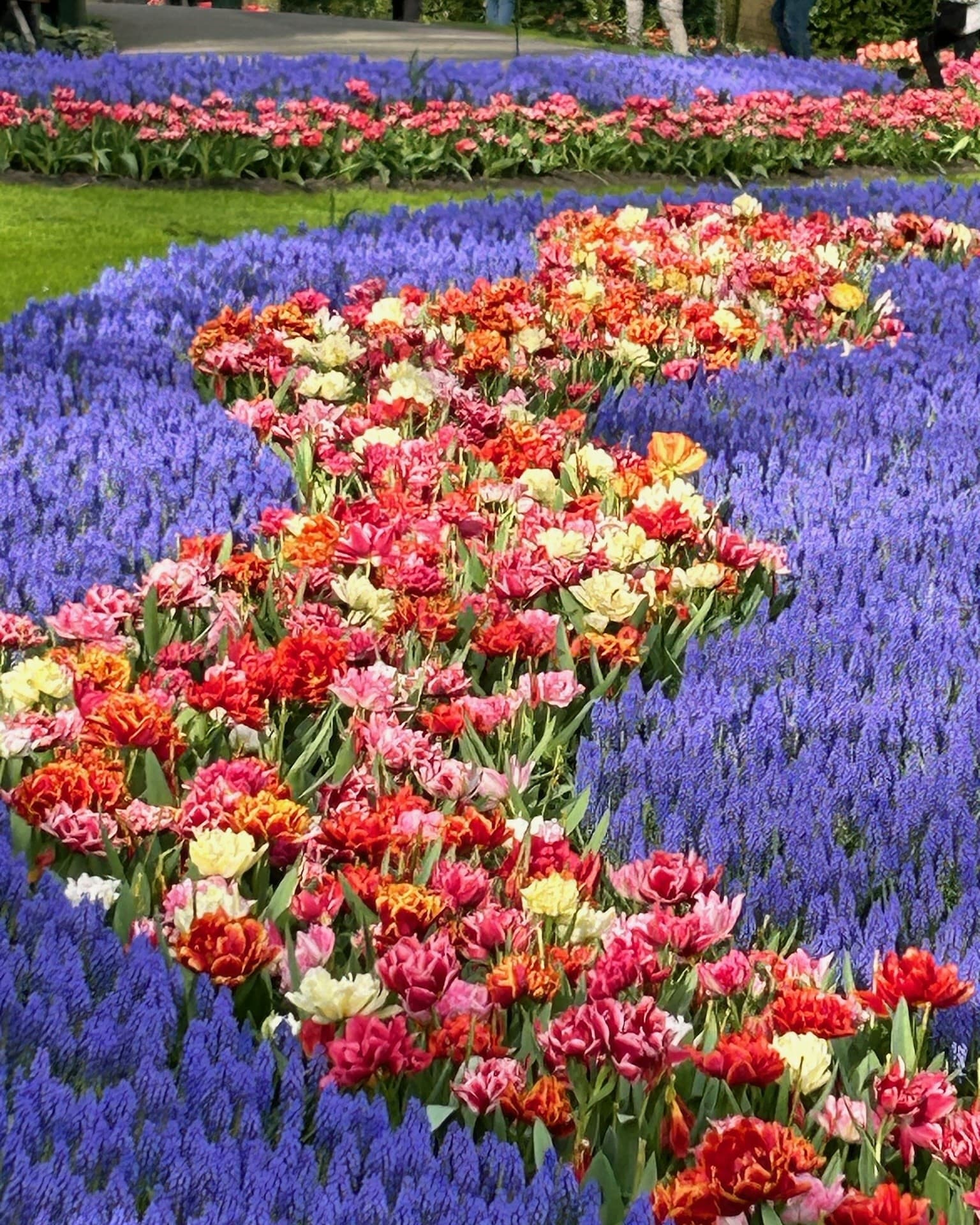 A field of purple, red and yellow tulips in Keukenhof Gardens, Amsterdam.