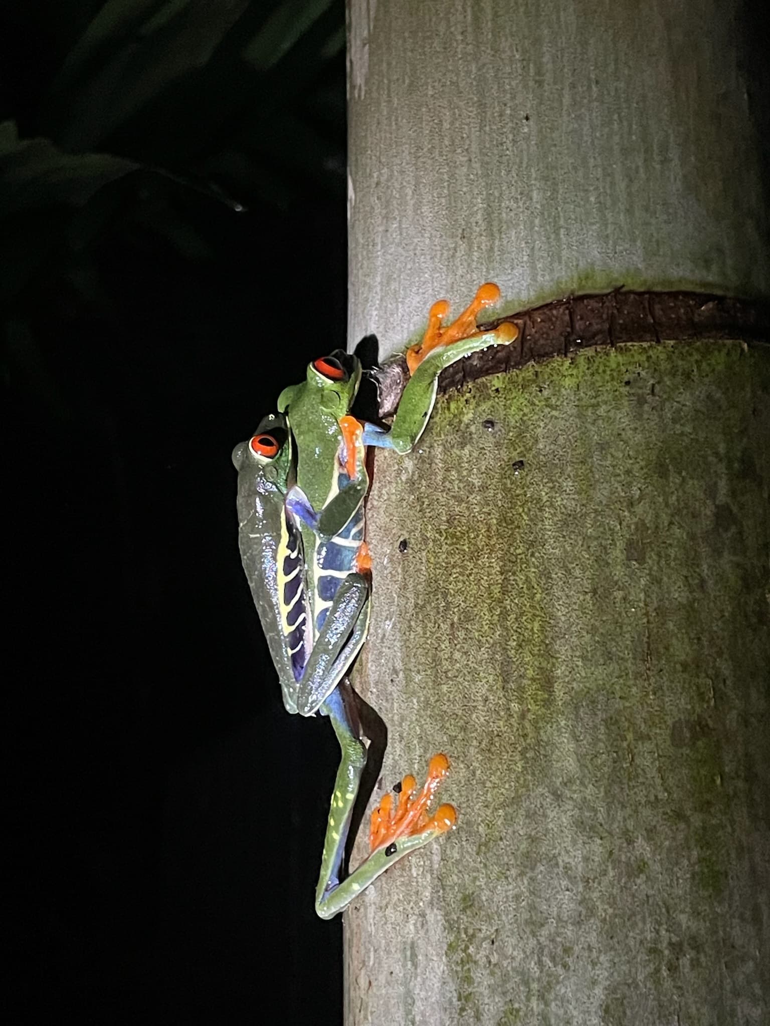 Frogs on a bamboo post.