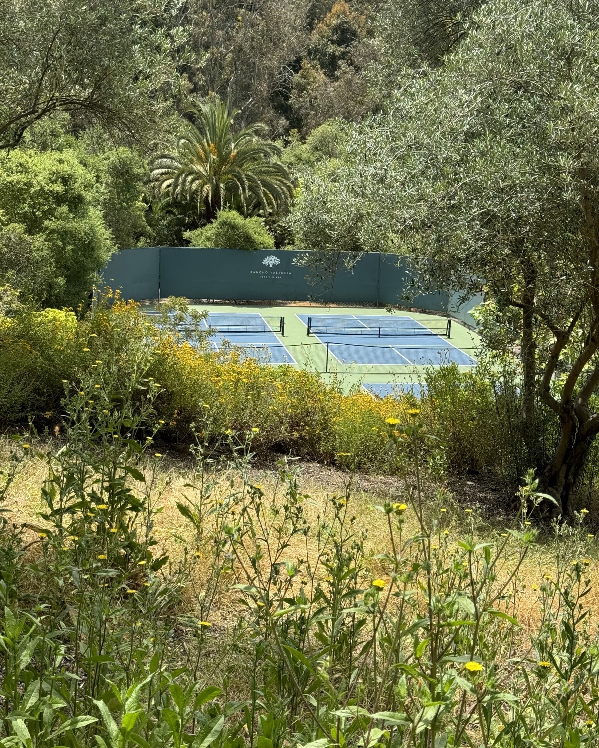 A tennis court with a field of tall grass in the foreground.