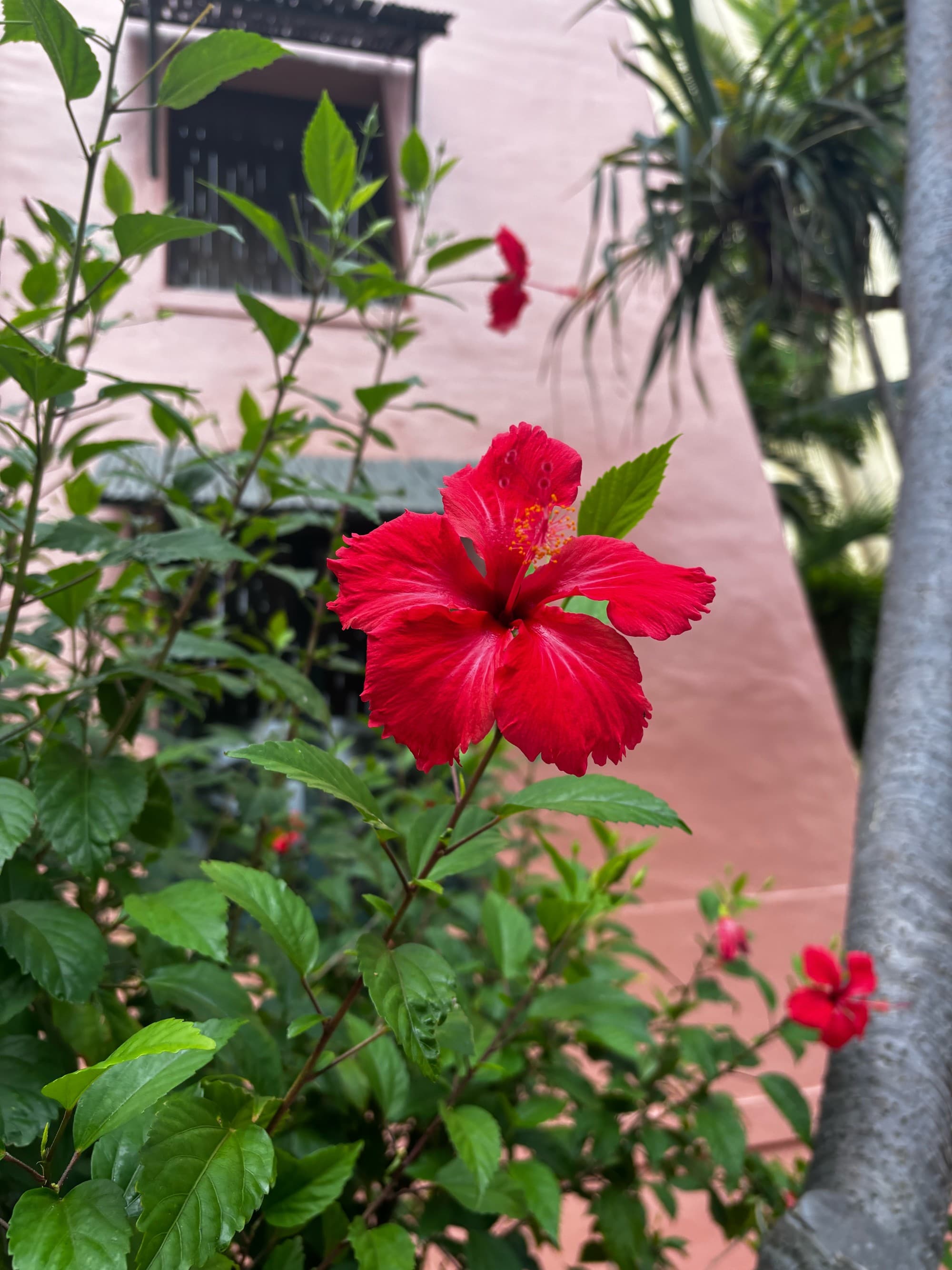 Red hibiscus blooming in front of a pink wall.