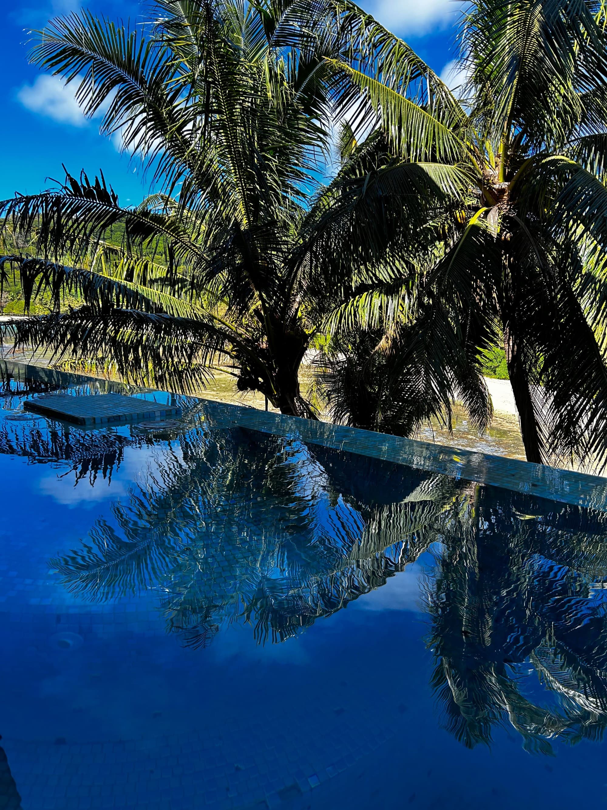 A swimming pool next to palm trees