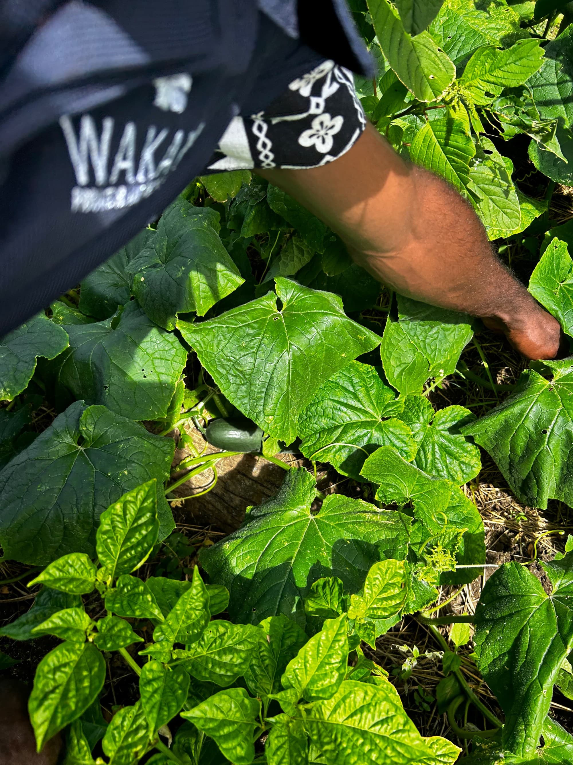 A person walking through green plants on the ground