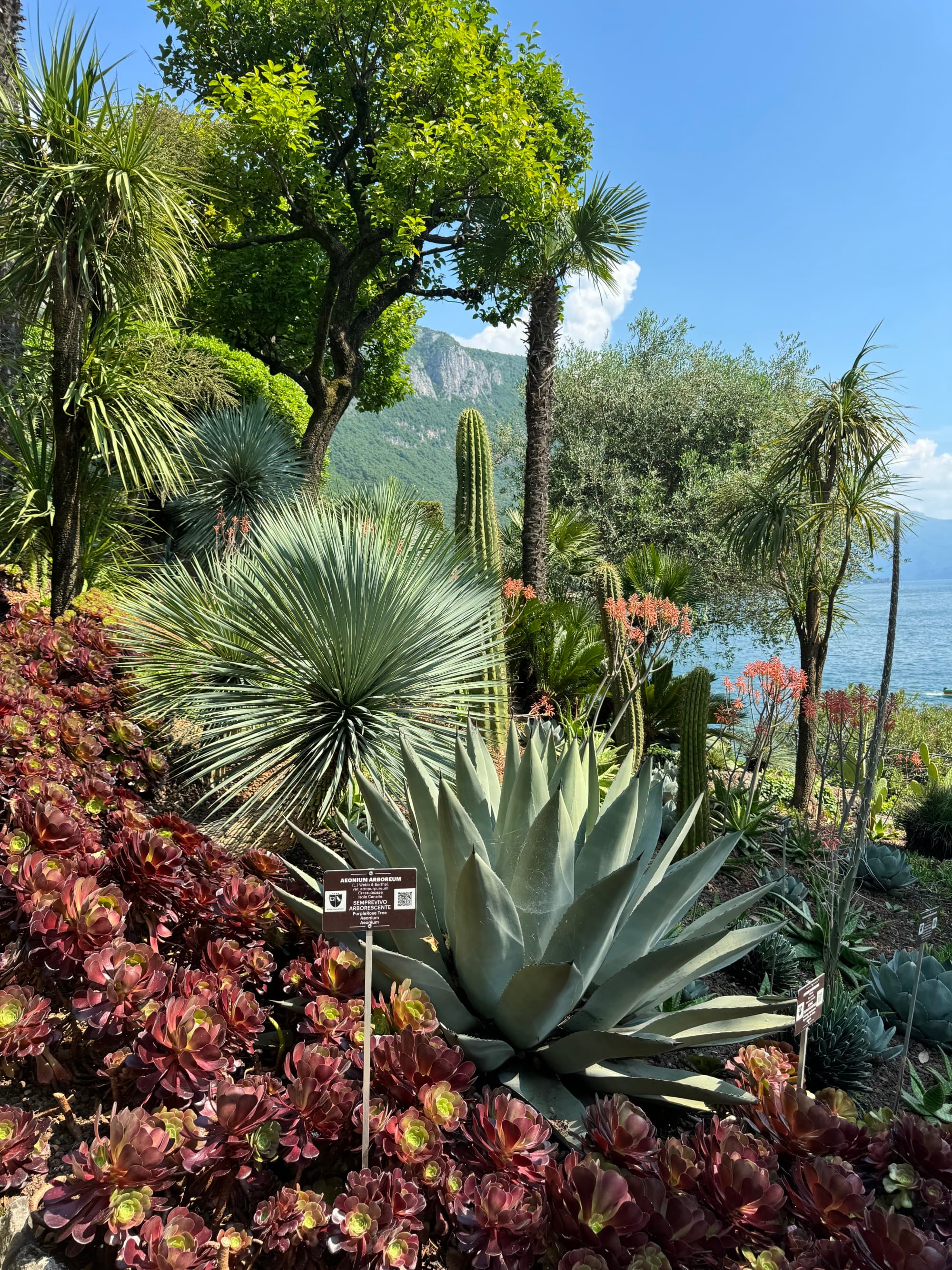 A group of trees and green plants outside during the daytime