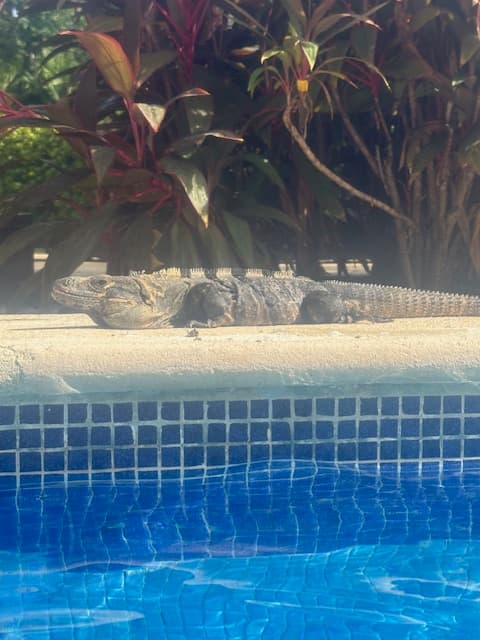 Pool and pool side view and a large lizard laying poolside.