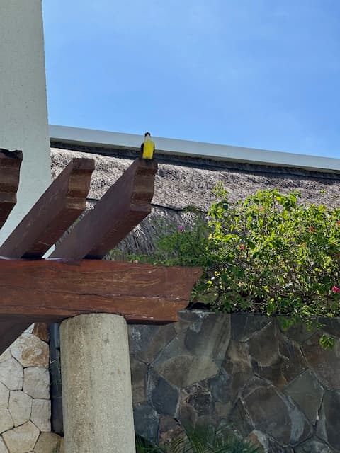 Bird on a wood rafter.