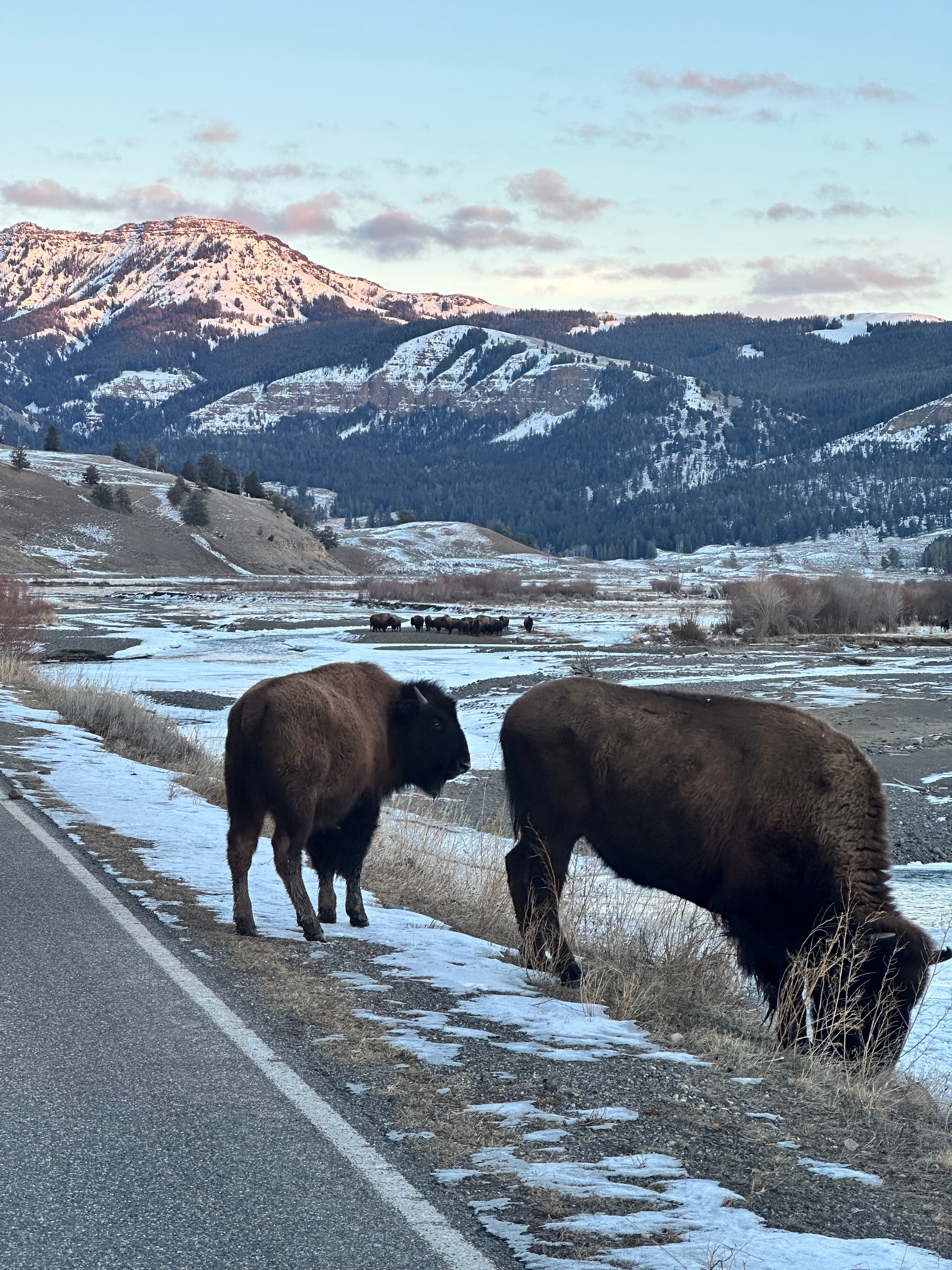 Bisons in the wilderness of Yellowstone National Park.