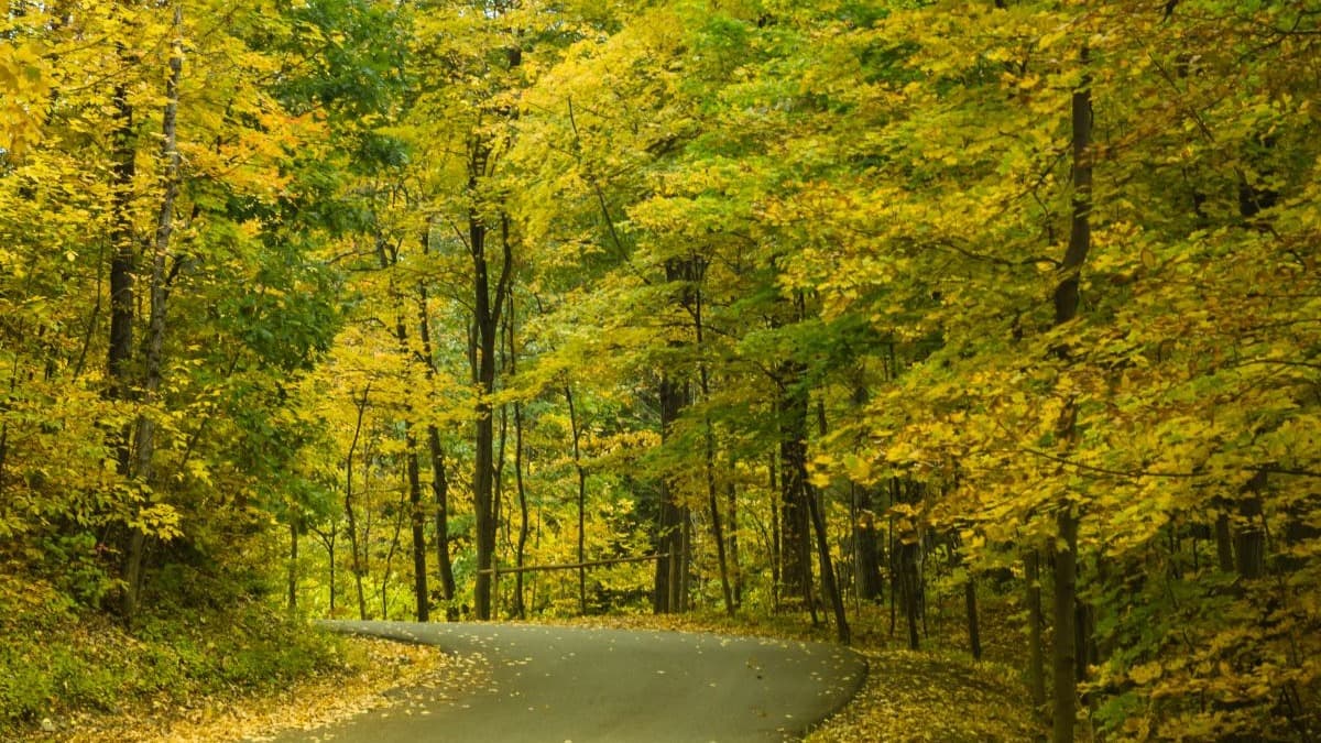 a view of the woods surrounding a road