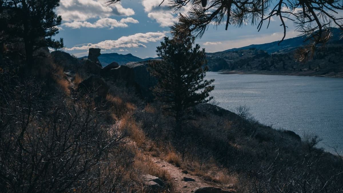 Brown trees near body of water under blue sky