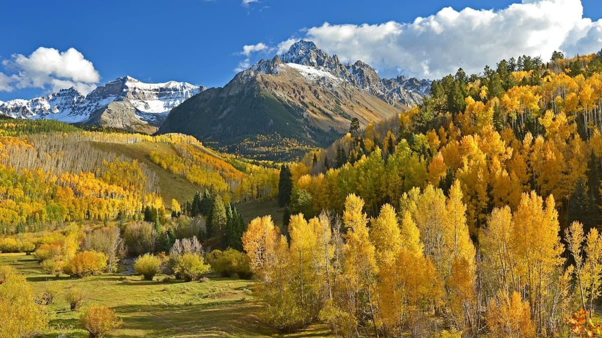 Yellow and orange aspen trees with snowy mountains in the background.