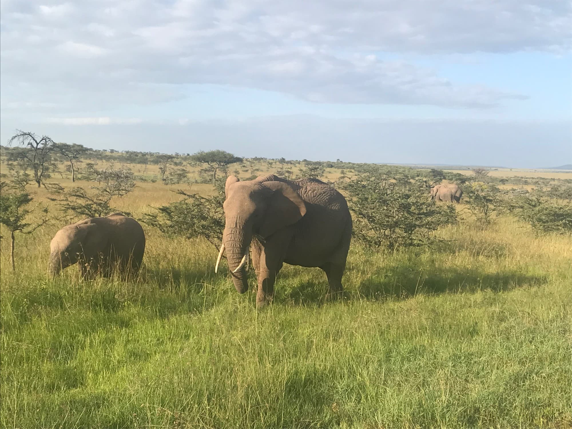 Naboisho View - Jan Bonville