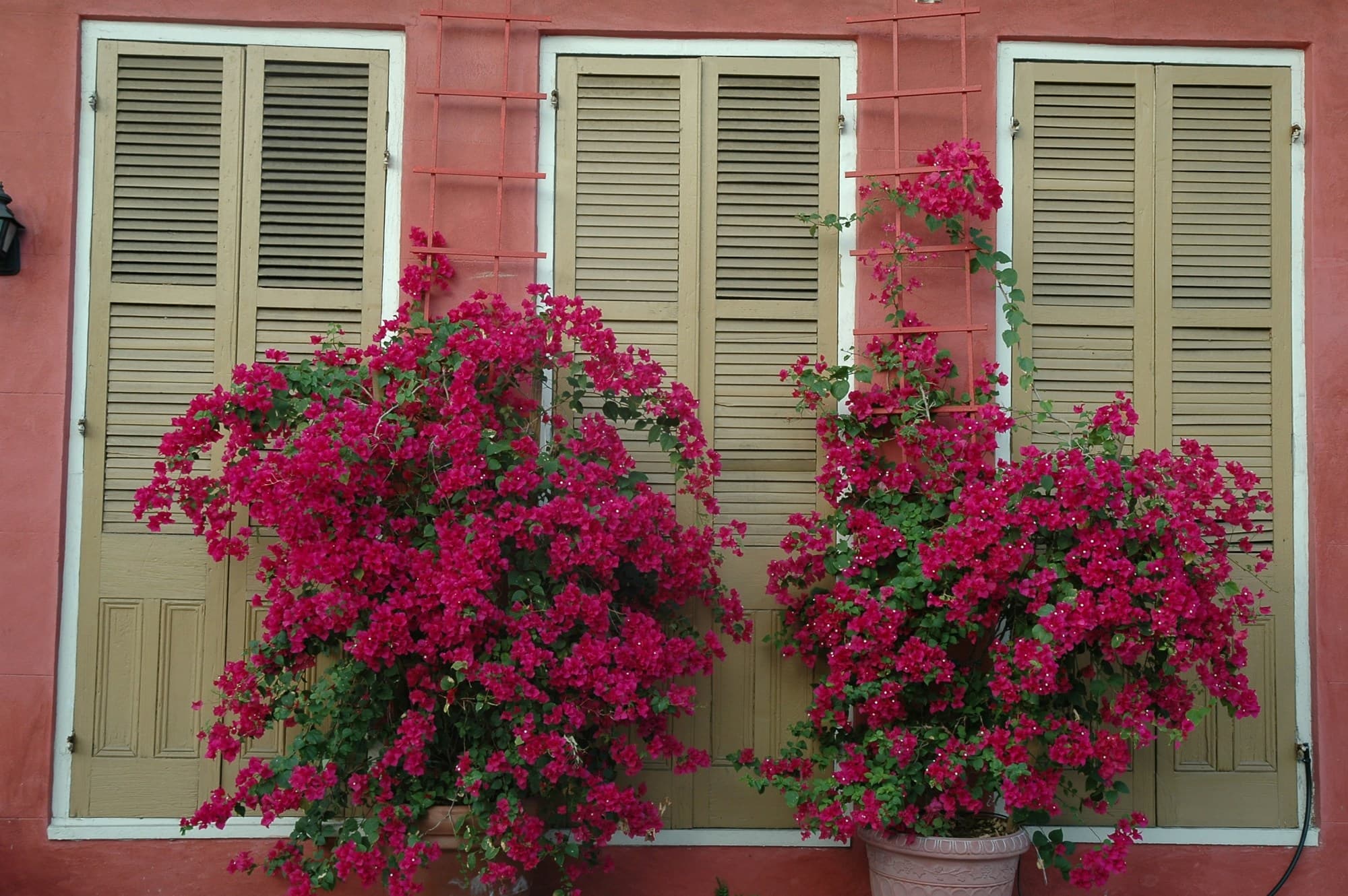 Pink flowers in front of a red brick building