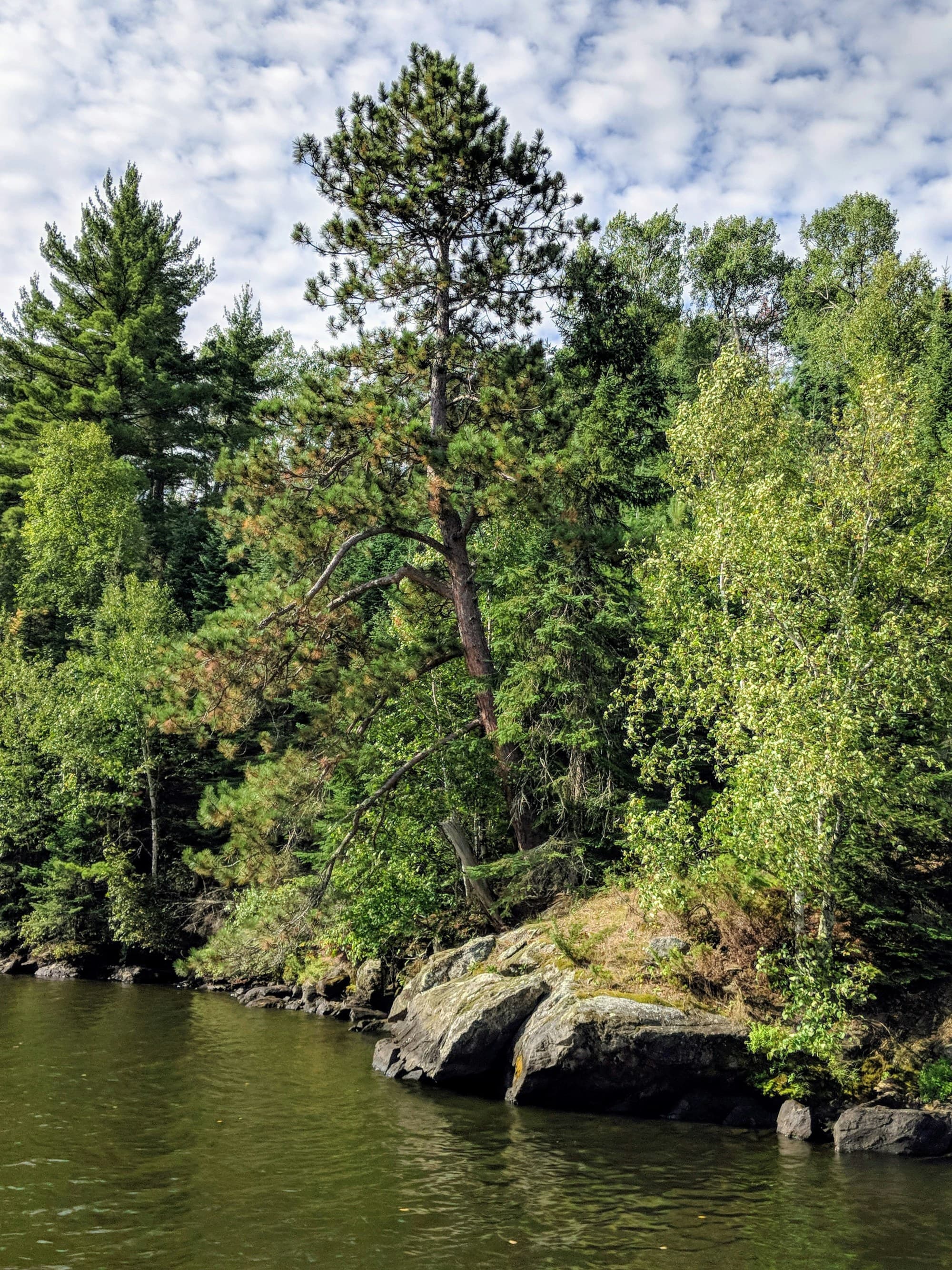 Forest trees next to a lake during the daytime