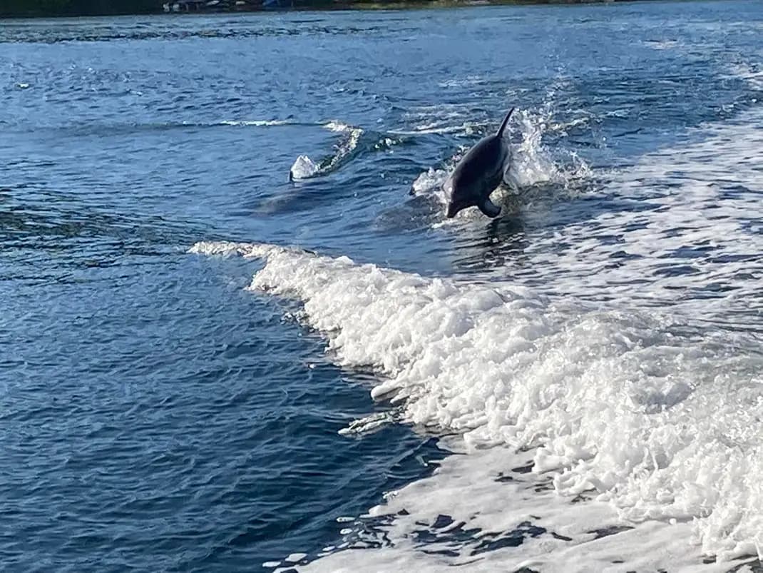 Dolphins swimming in the ocean, leaping up for air