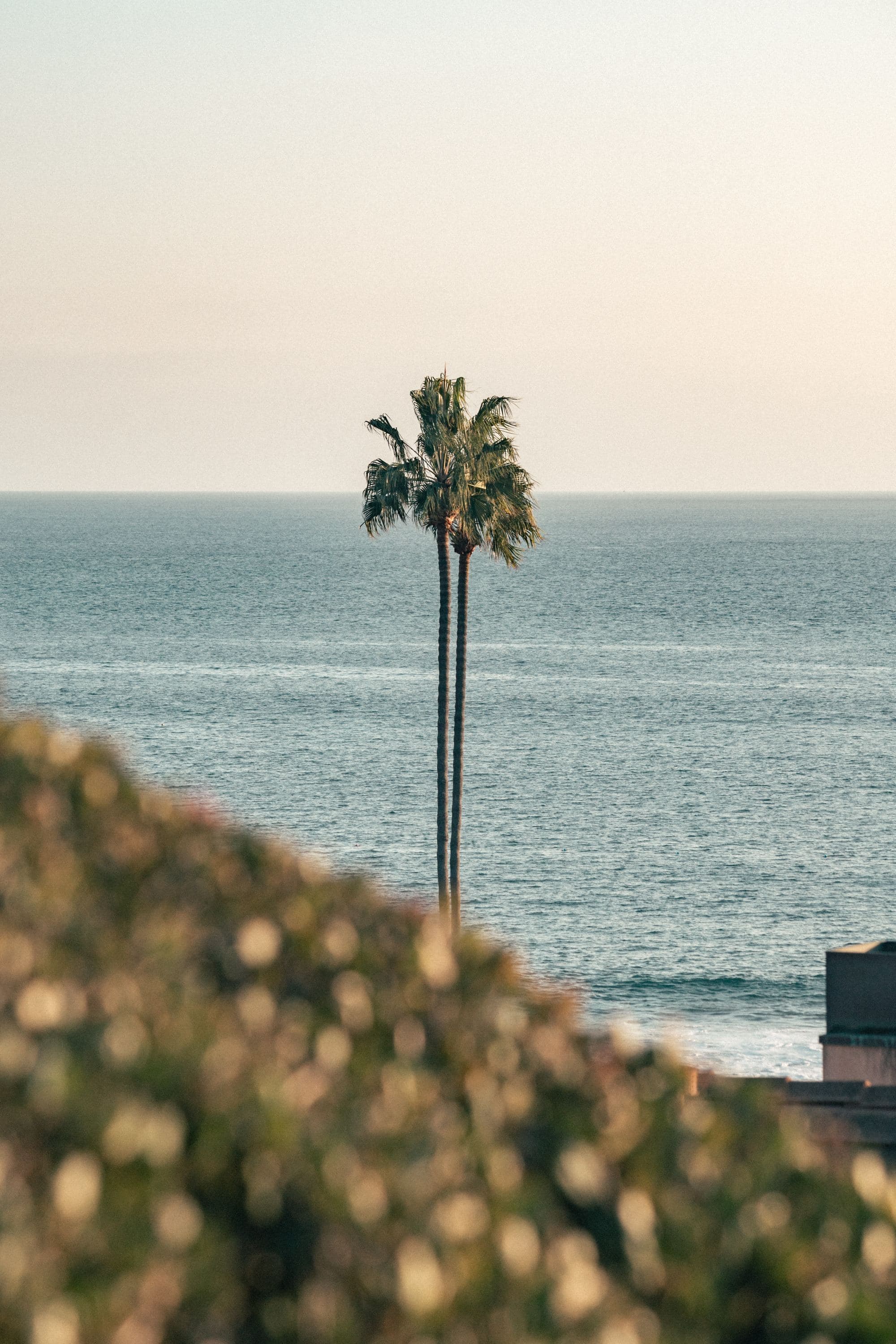 palm tree on beach