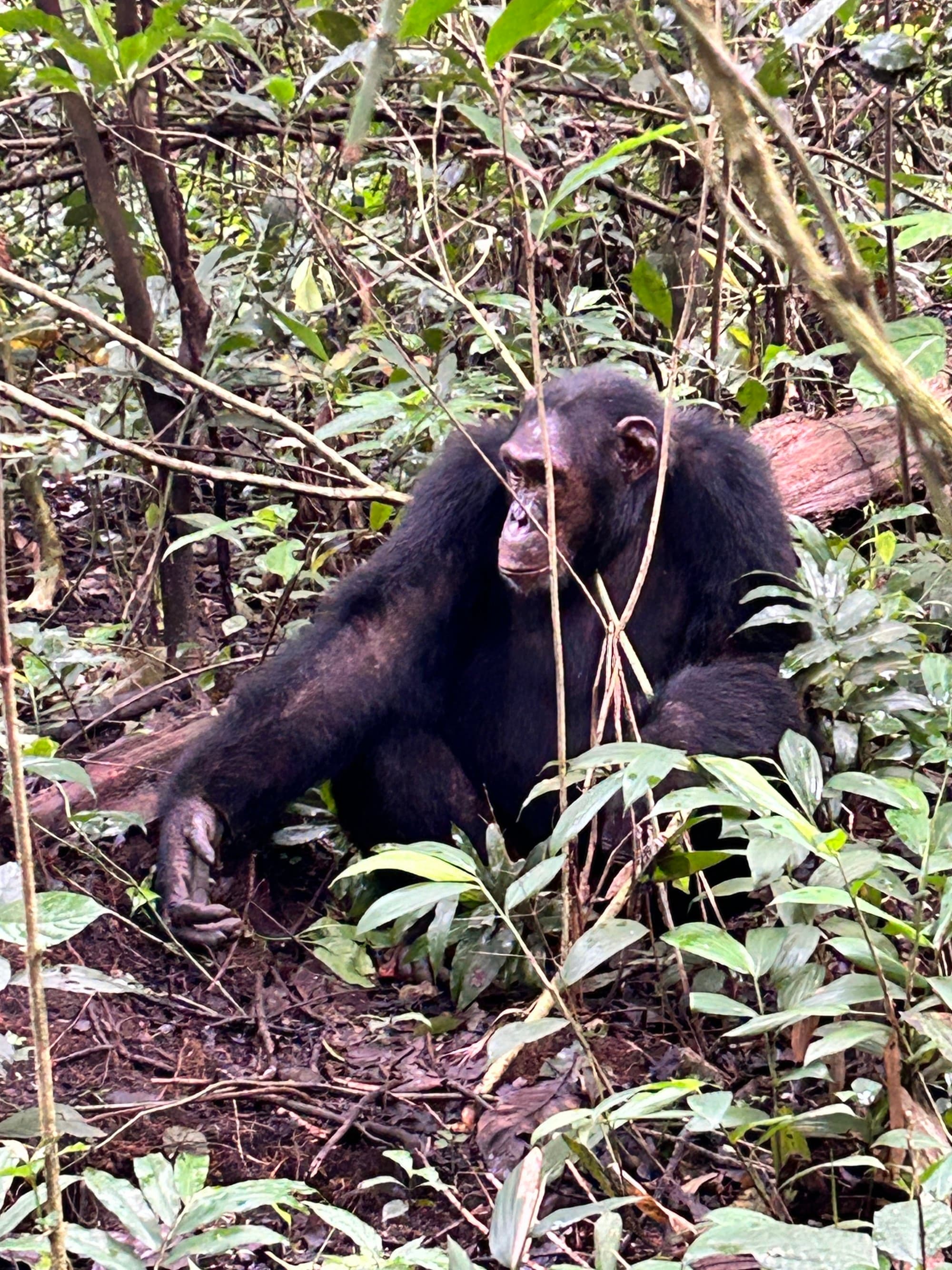 Mountain Gorillas