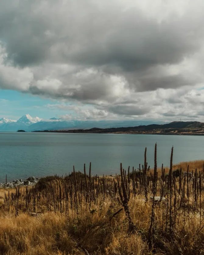 View of the ocean from the top of a hill with yellow-colored foliage on a cloudy day