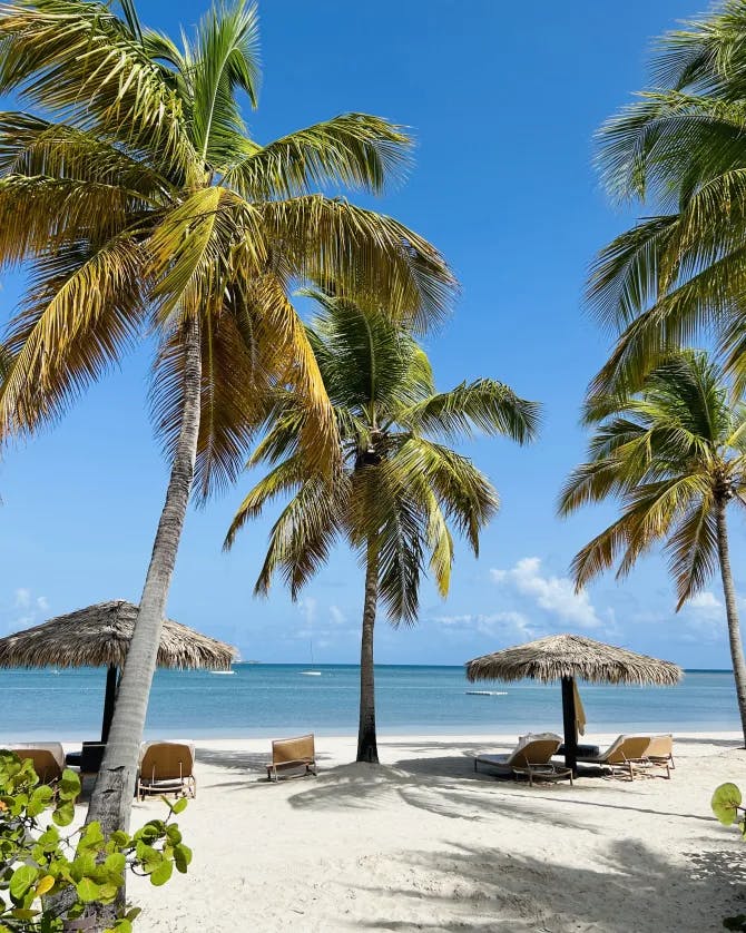 Beautiful view of the palm trees at the beach