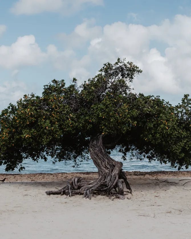 A beautiful tree on the beach on a sunny day 
