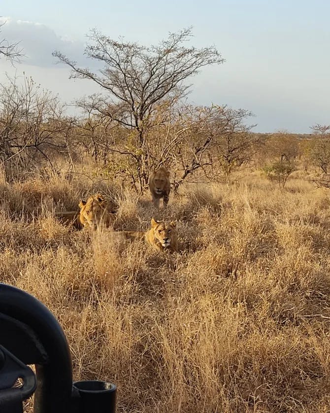 Lions in grasslands spotted on a safari tour