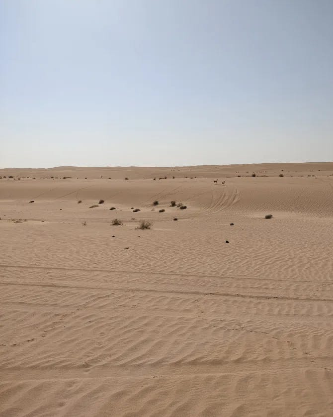 A vast desert with small brush trees