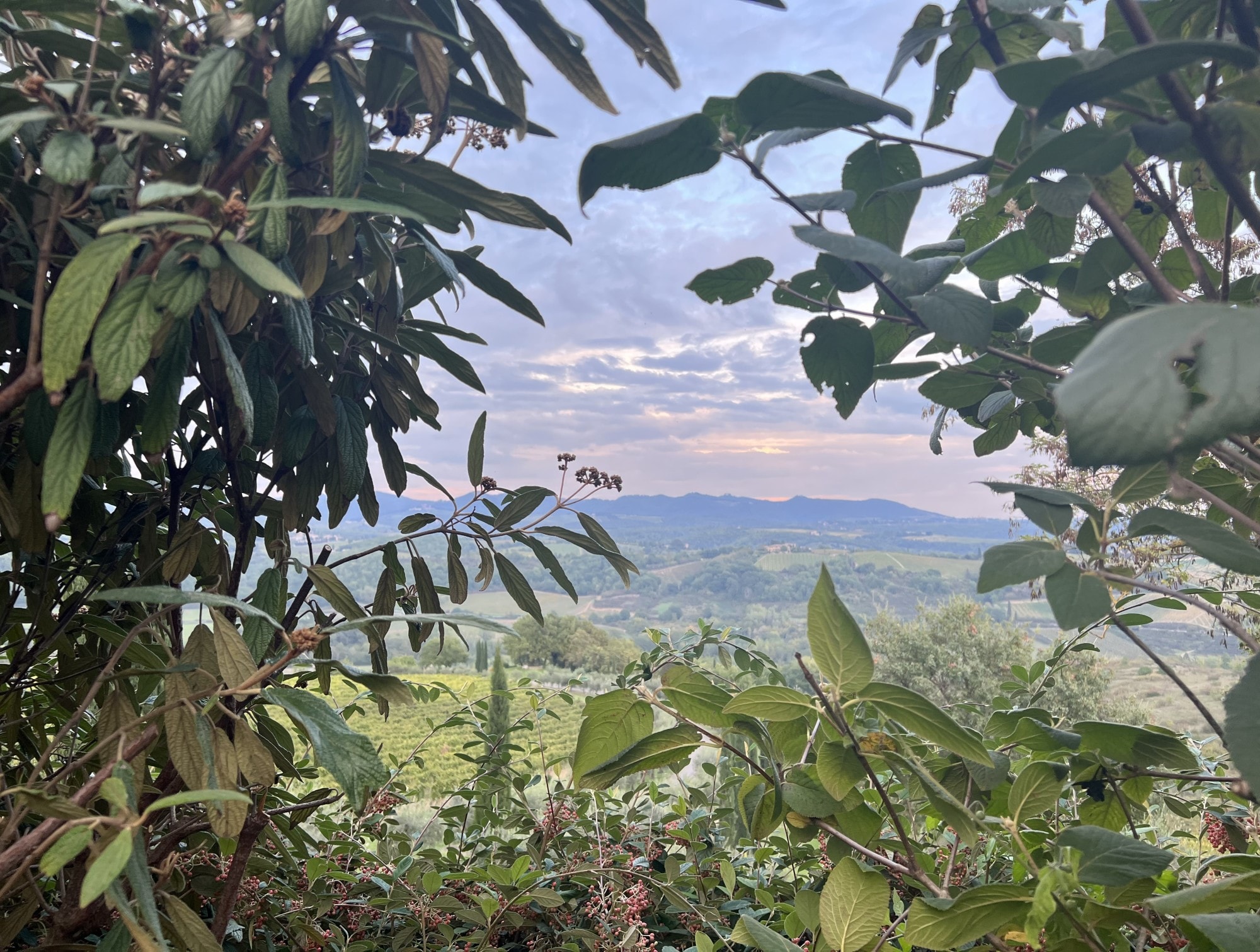 Green field and mountains view.