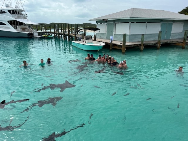 swimming with sharks