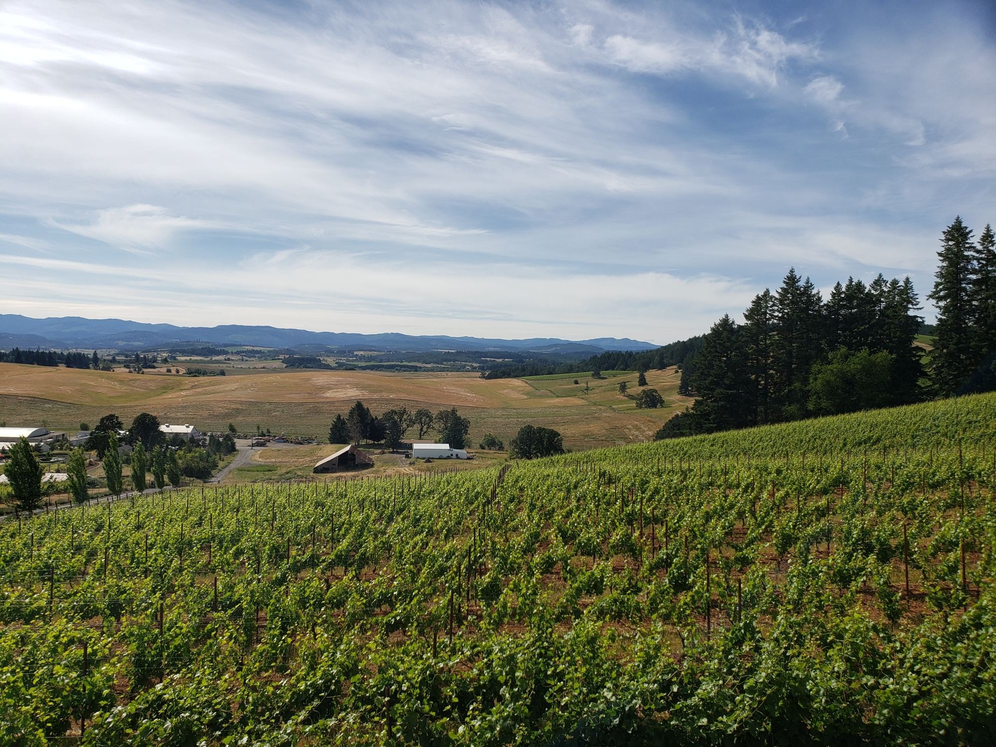 Vineyard with hills.