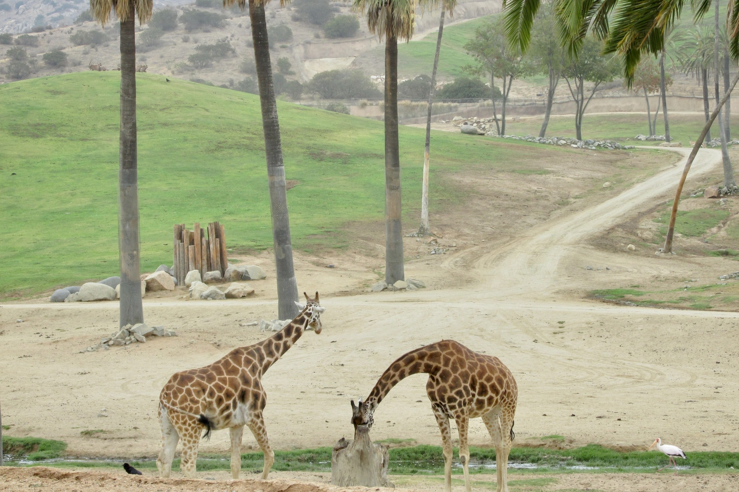 zoo-sandiego-travel-guide