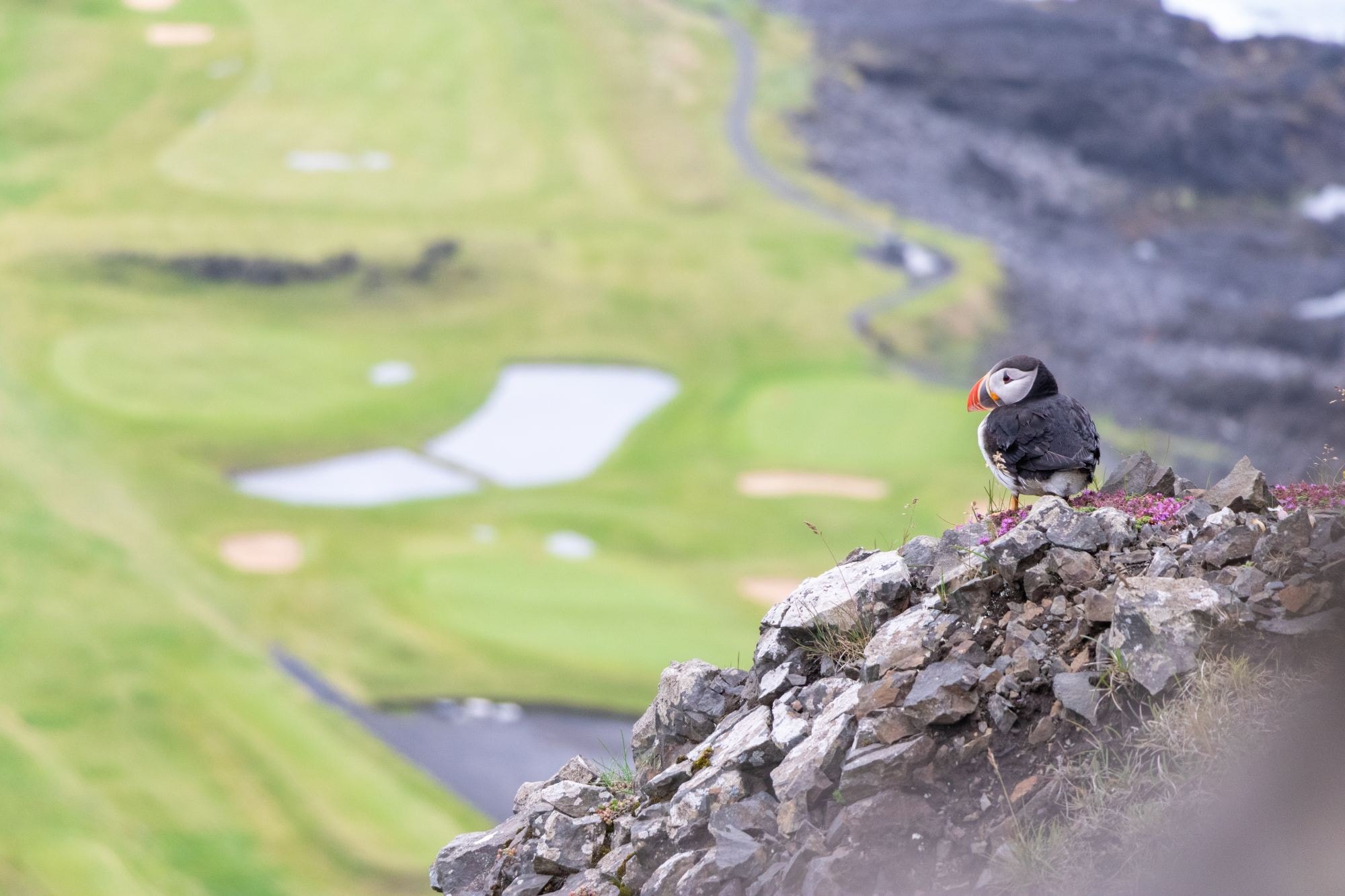 A bird on a rocky ledge on an island.