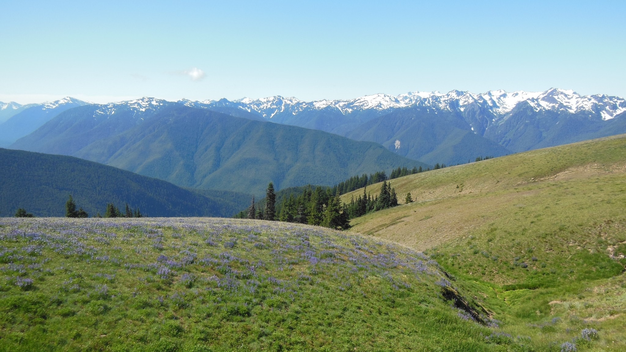 Hurricane Ridge is a mountainous area in Washington's Olympic National Park.