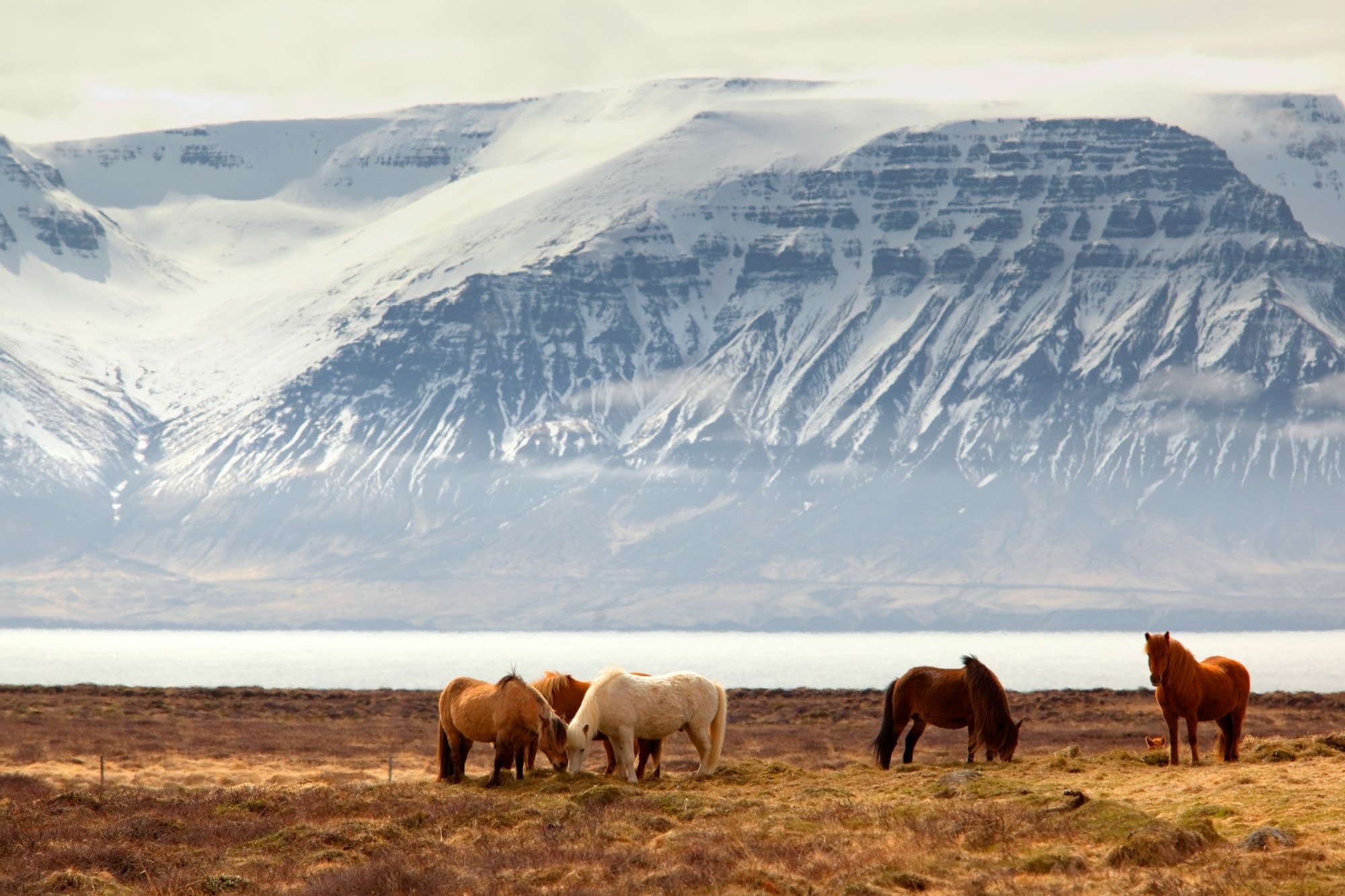 A flat grassland populated by wooly horses stops before a tight river. On the opposite shore, massive, snowy mountains jut out of the ground