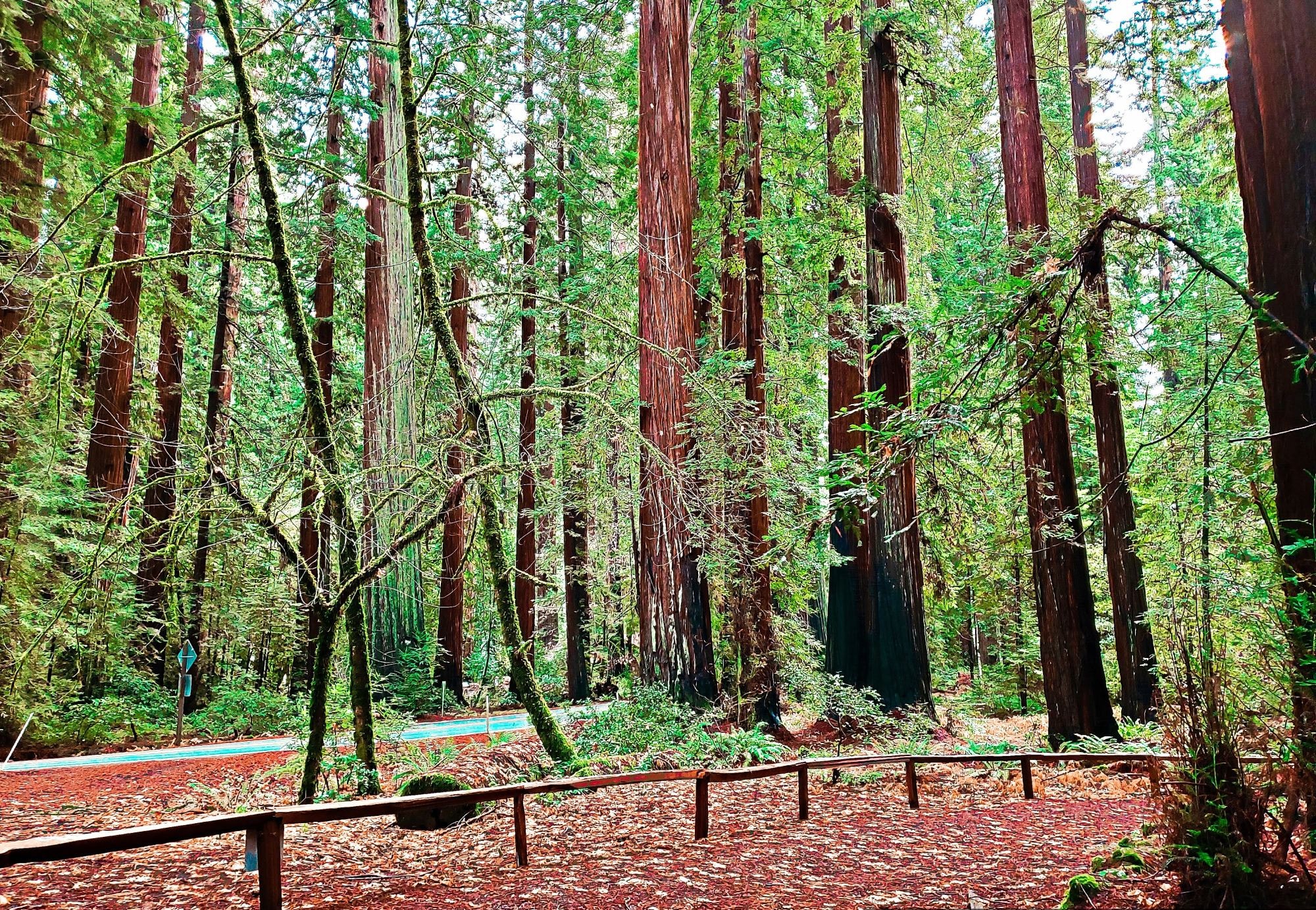 Forest with long trees.