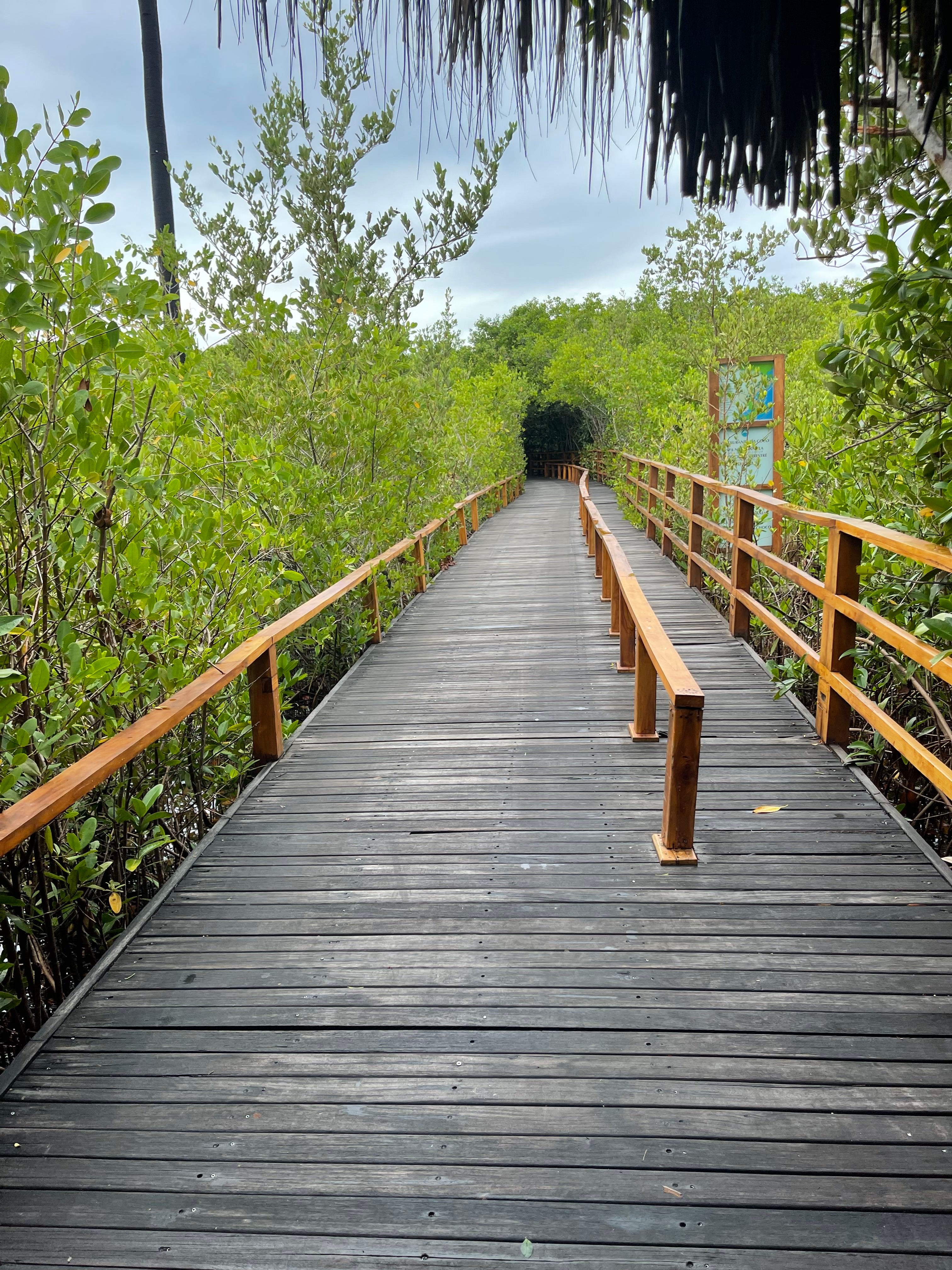 A wooden path in the woods