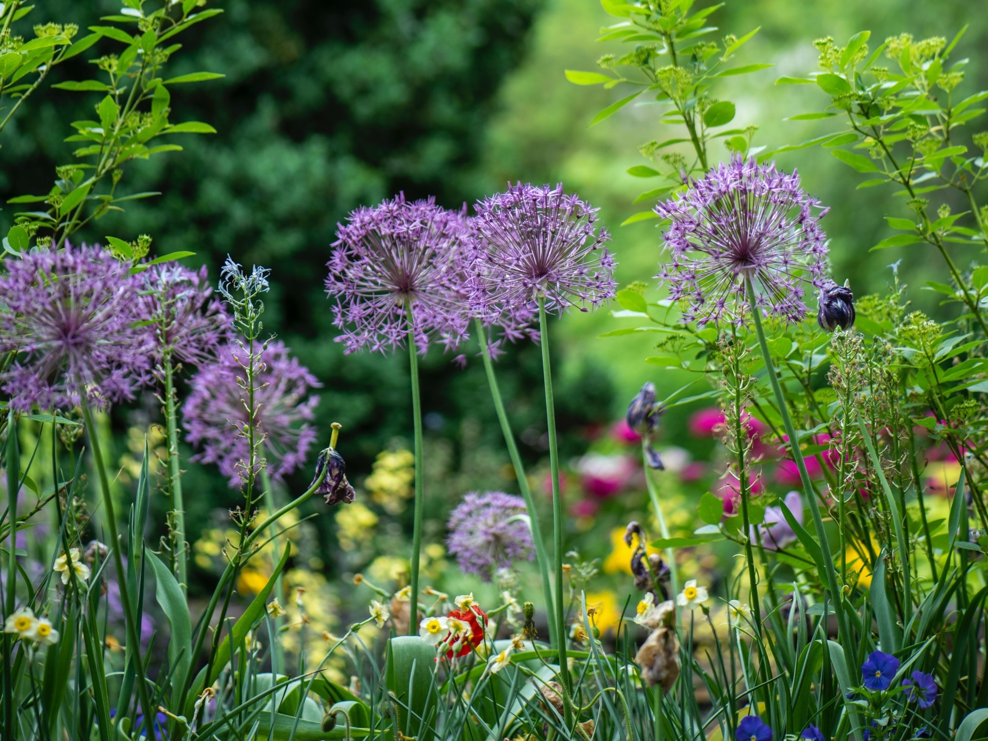 A green garden with flowers. 